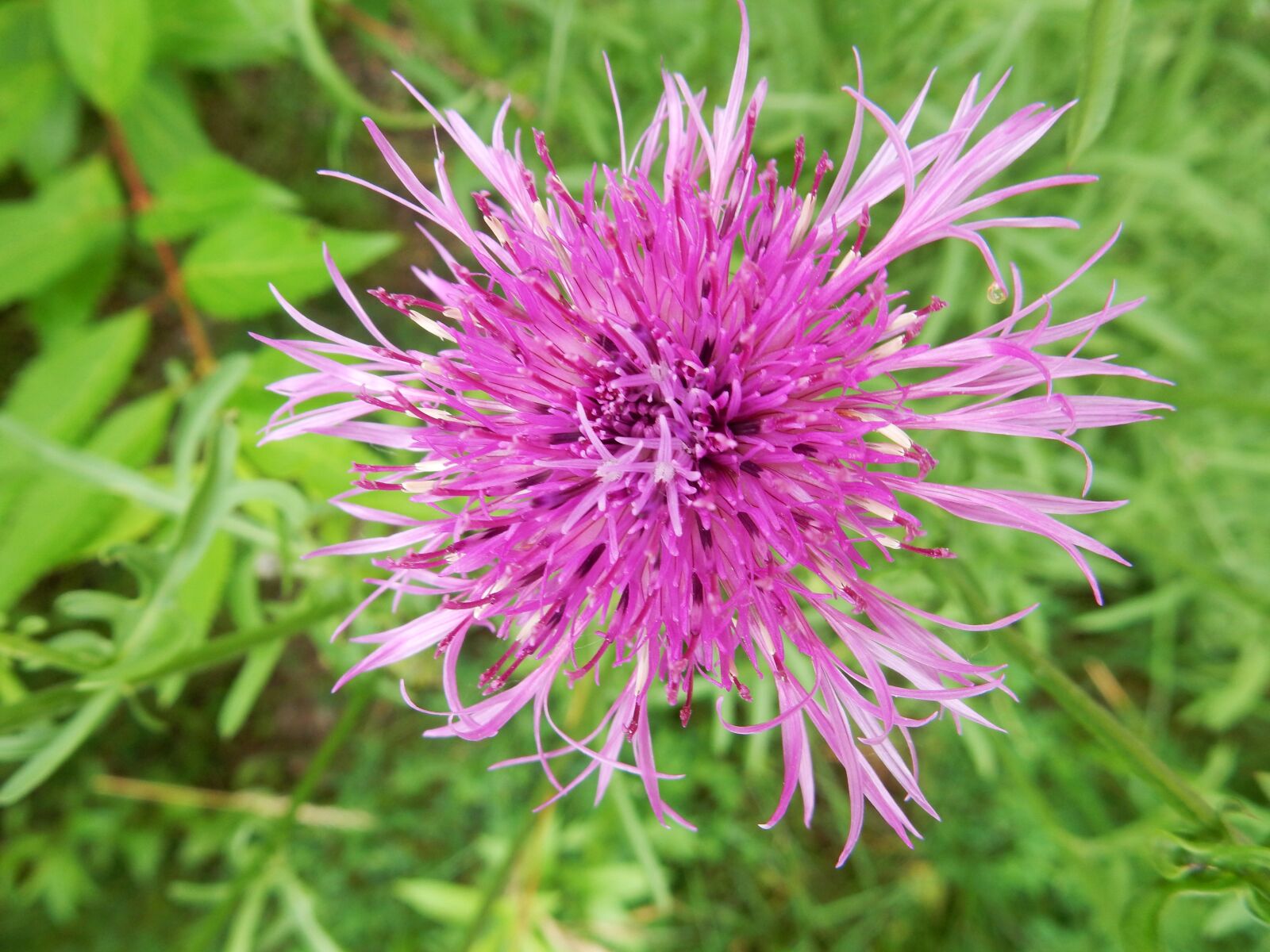 Nikon Coolpix S9700 sample photo. Thistle, blossom, bloom photography