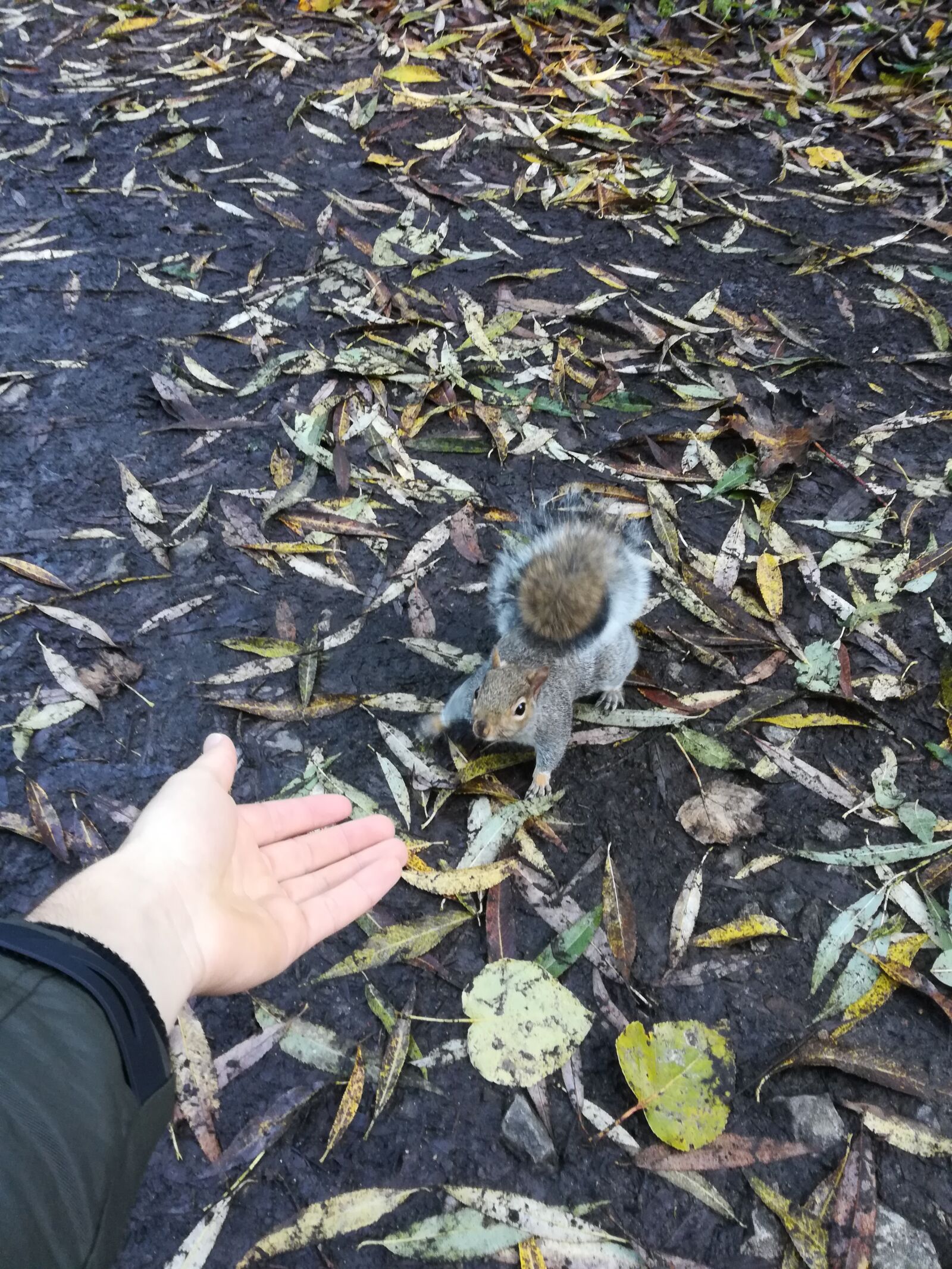 HUAWEI P10 lite sample photo. Squirrel, nature, autumn photography