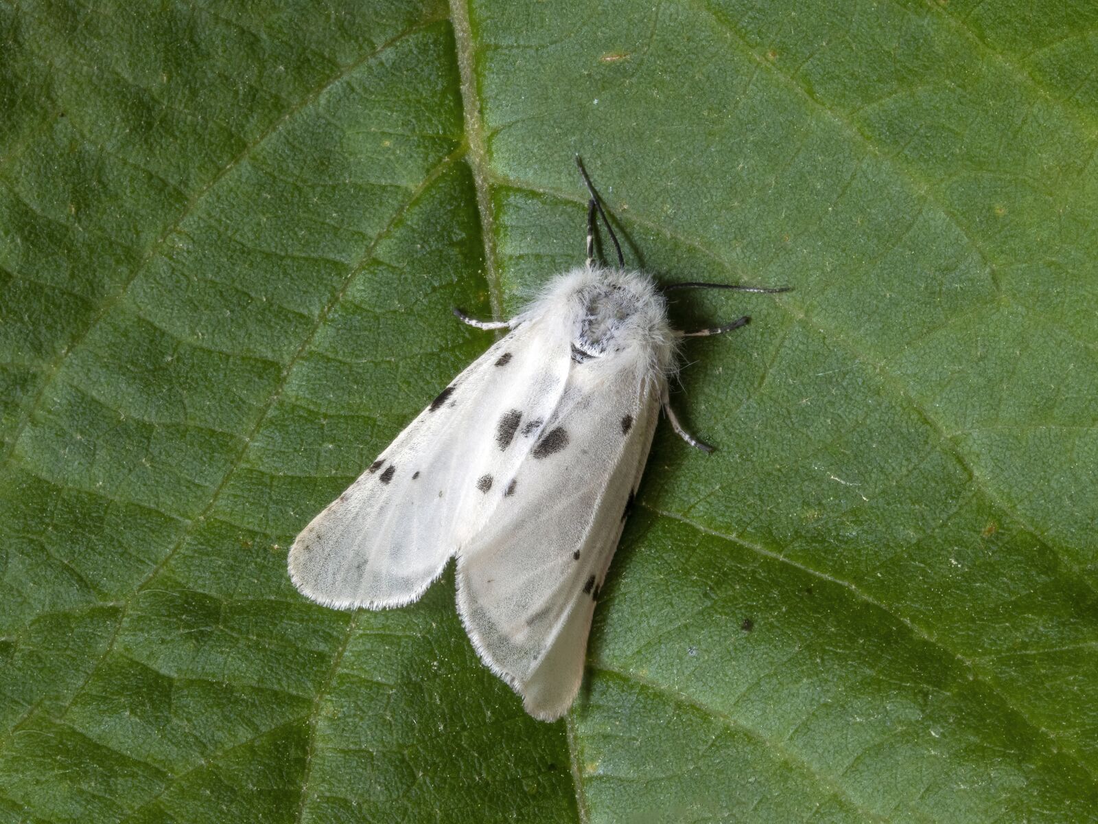 Canon EF 100mm F2.8L Macro IS USM sample photo. Moth, macro, muslin photography