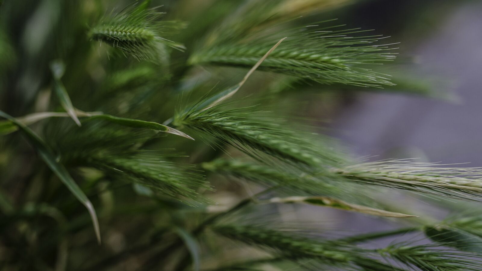 Nikon D5100 sample photo. Barley, cereals, agriculture photography