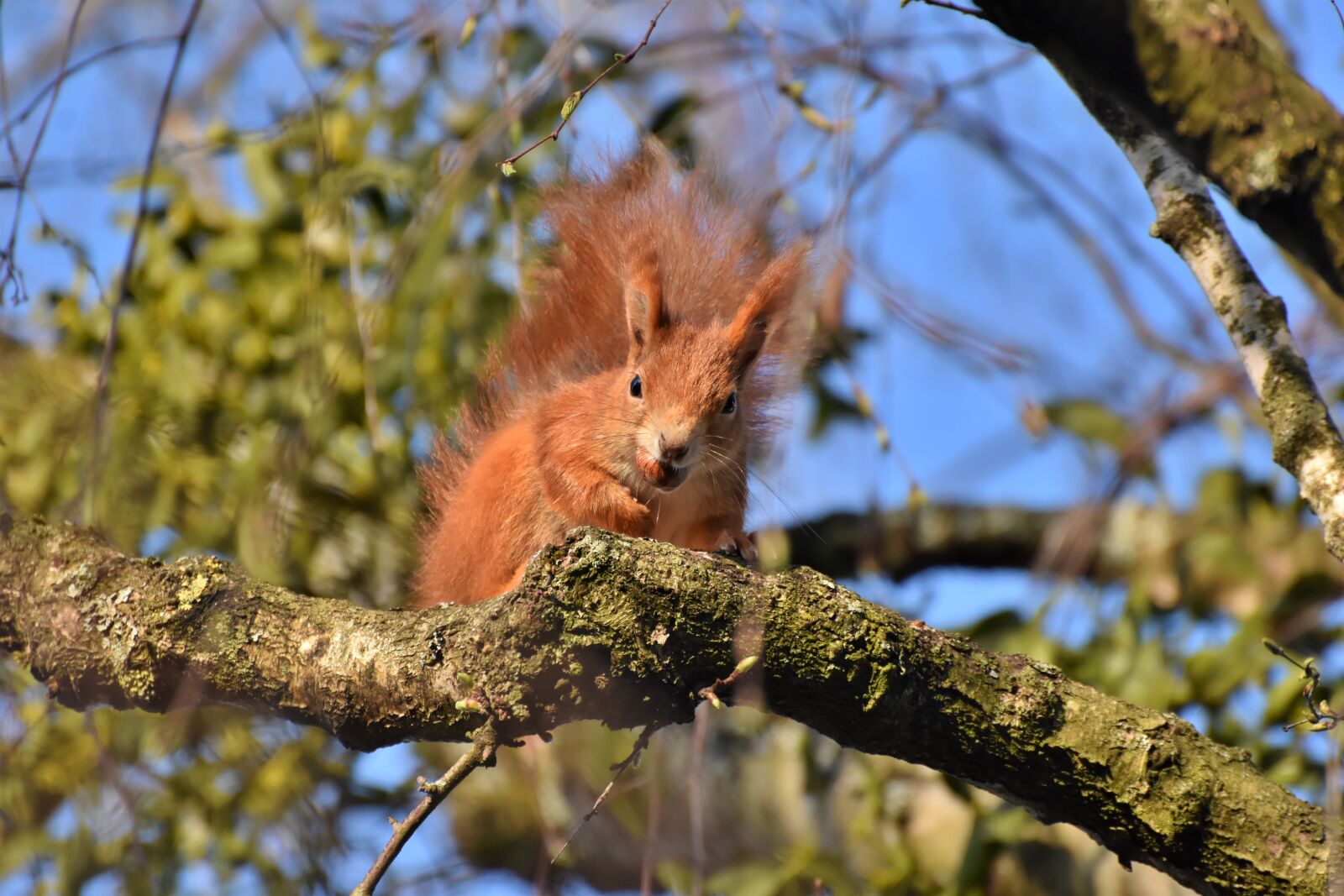 Nikon D7200 sample photo. Squirrel, verifiable kitten, rodent photography