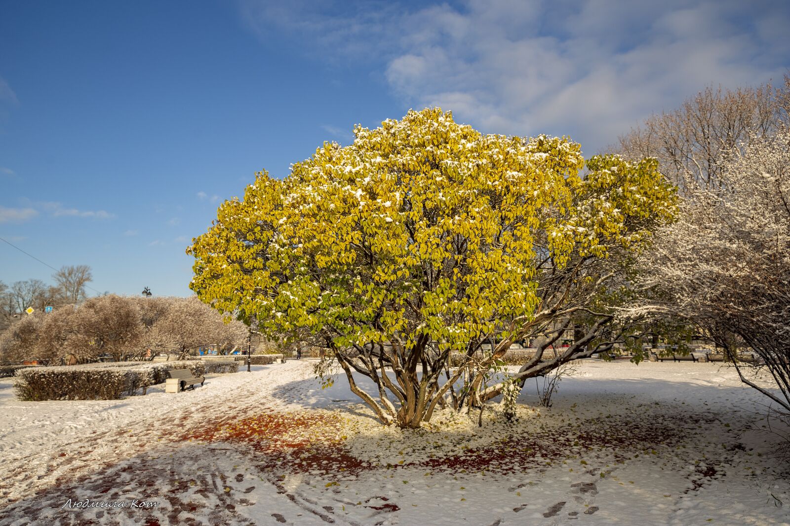 Canon EF 24-70mm F2.8L II USM sample photo. The first snow, snow photography
