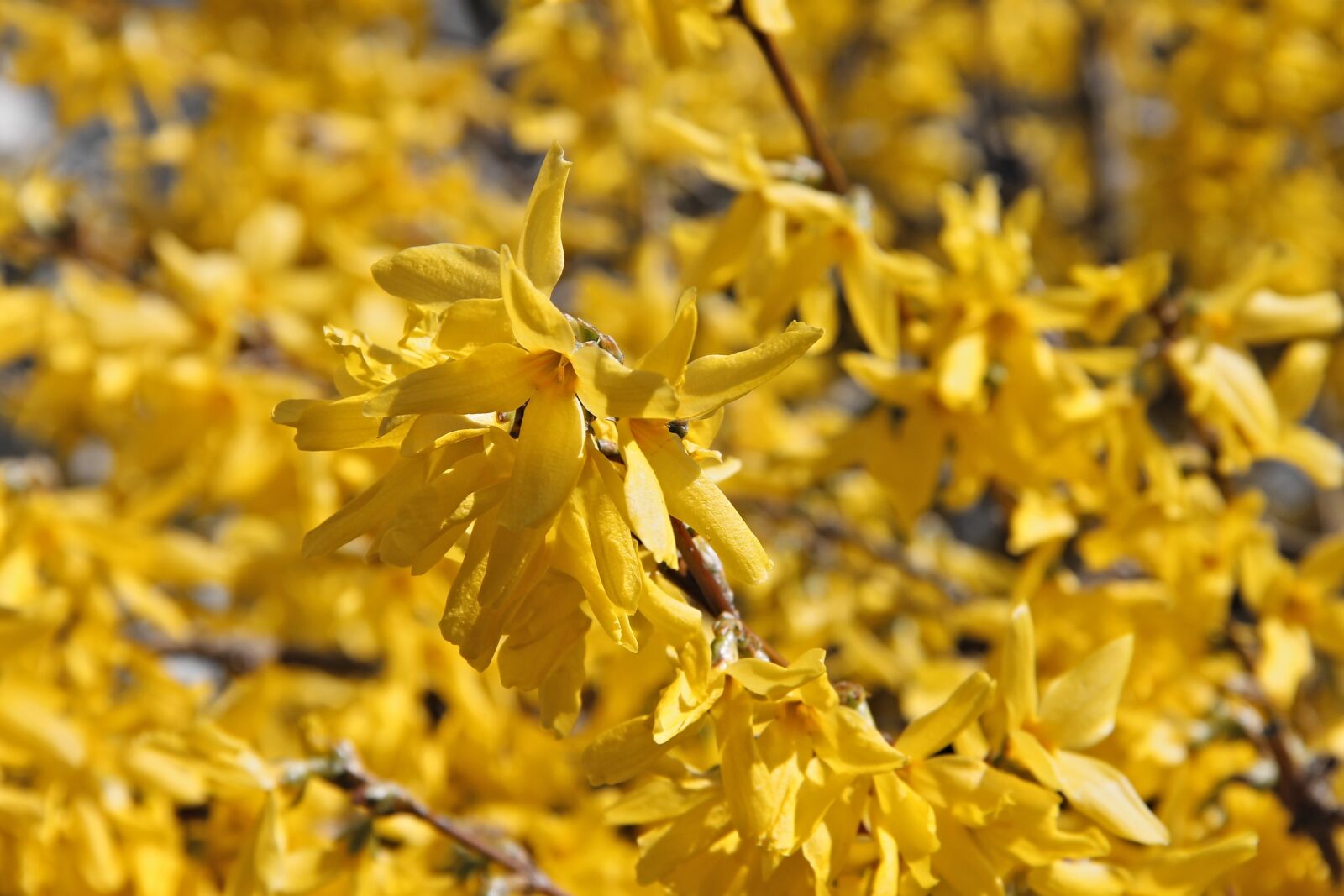 Canon EOS 1100D (EOS Rebel T3 / EOS Kiss X50) sample photo. Forsythia, ornamental shrub, bloom photography