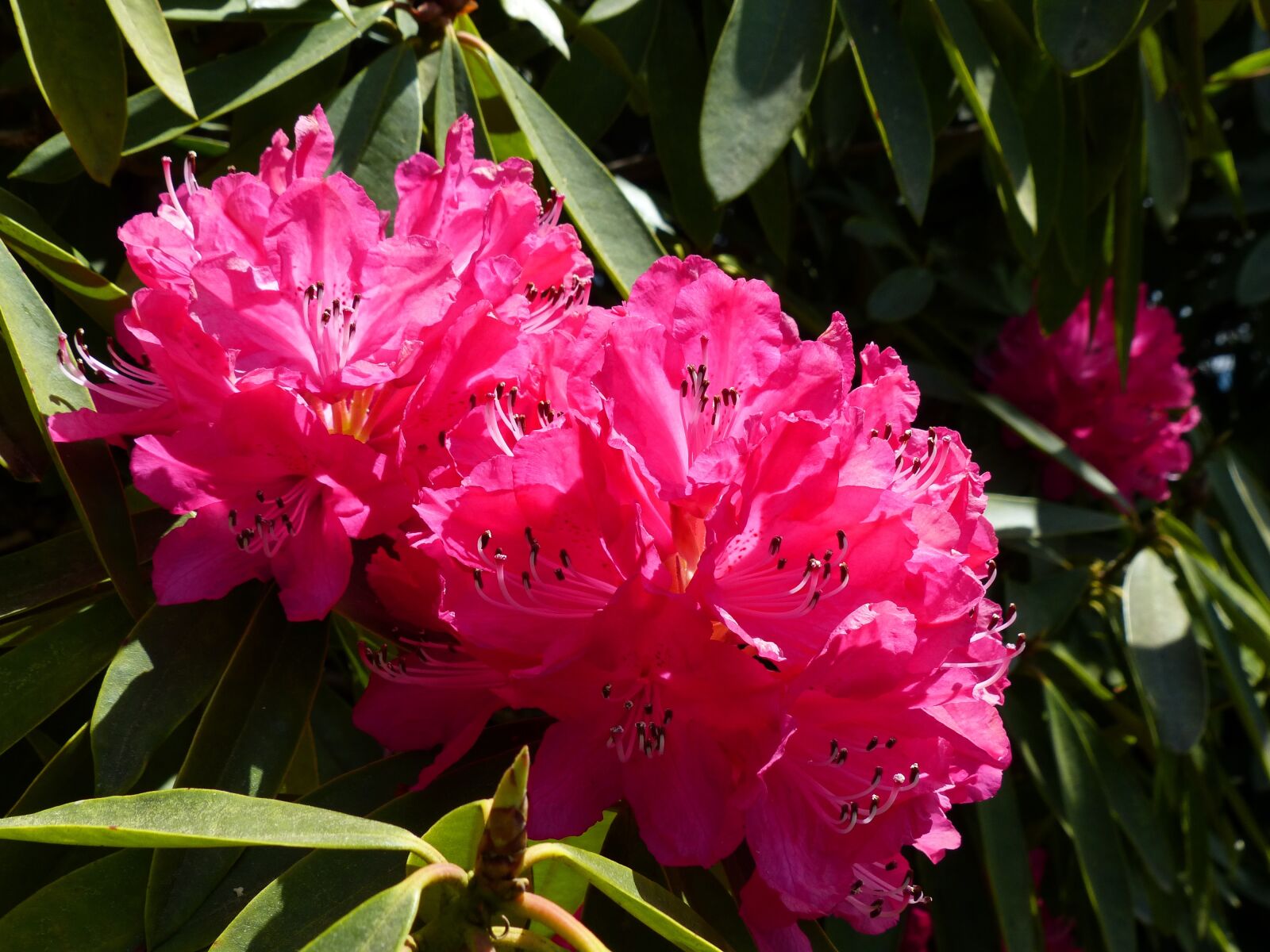Panasonic Lumix DMC-FZ200 sample photo. Rhododendron, pink, azalea photography