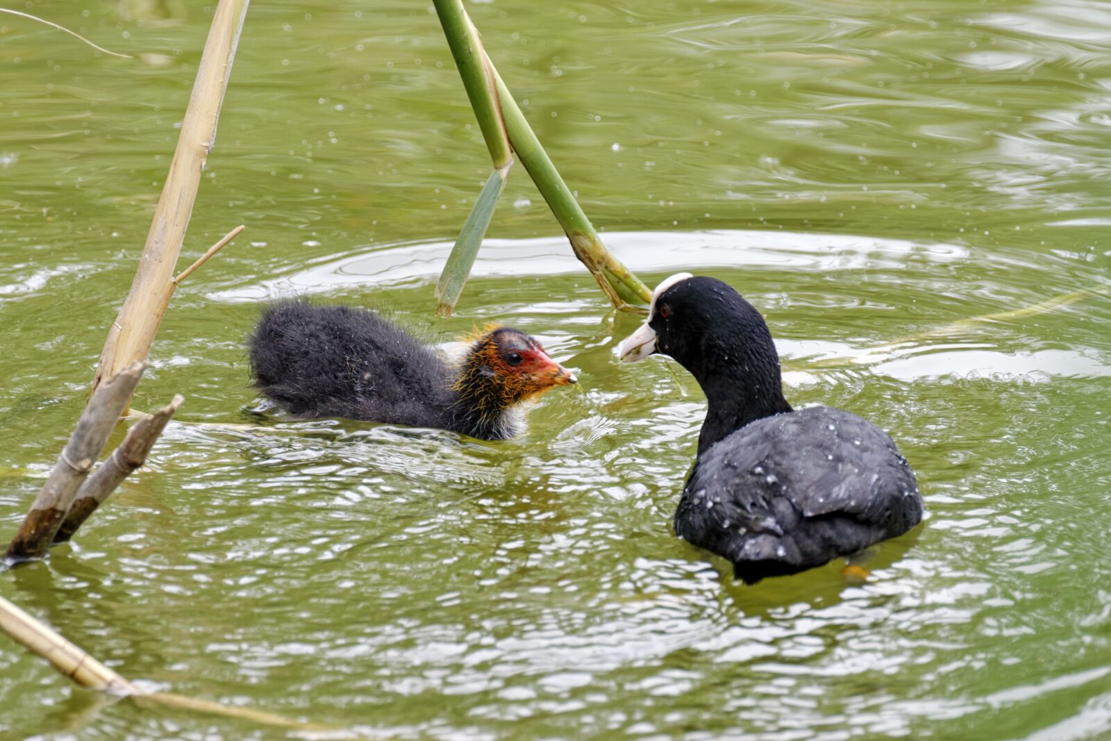 Nikon D5300 sample photo. Birds, coots, chicken photography