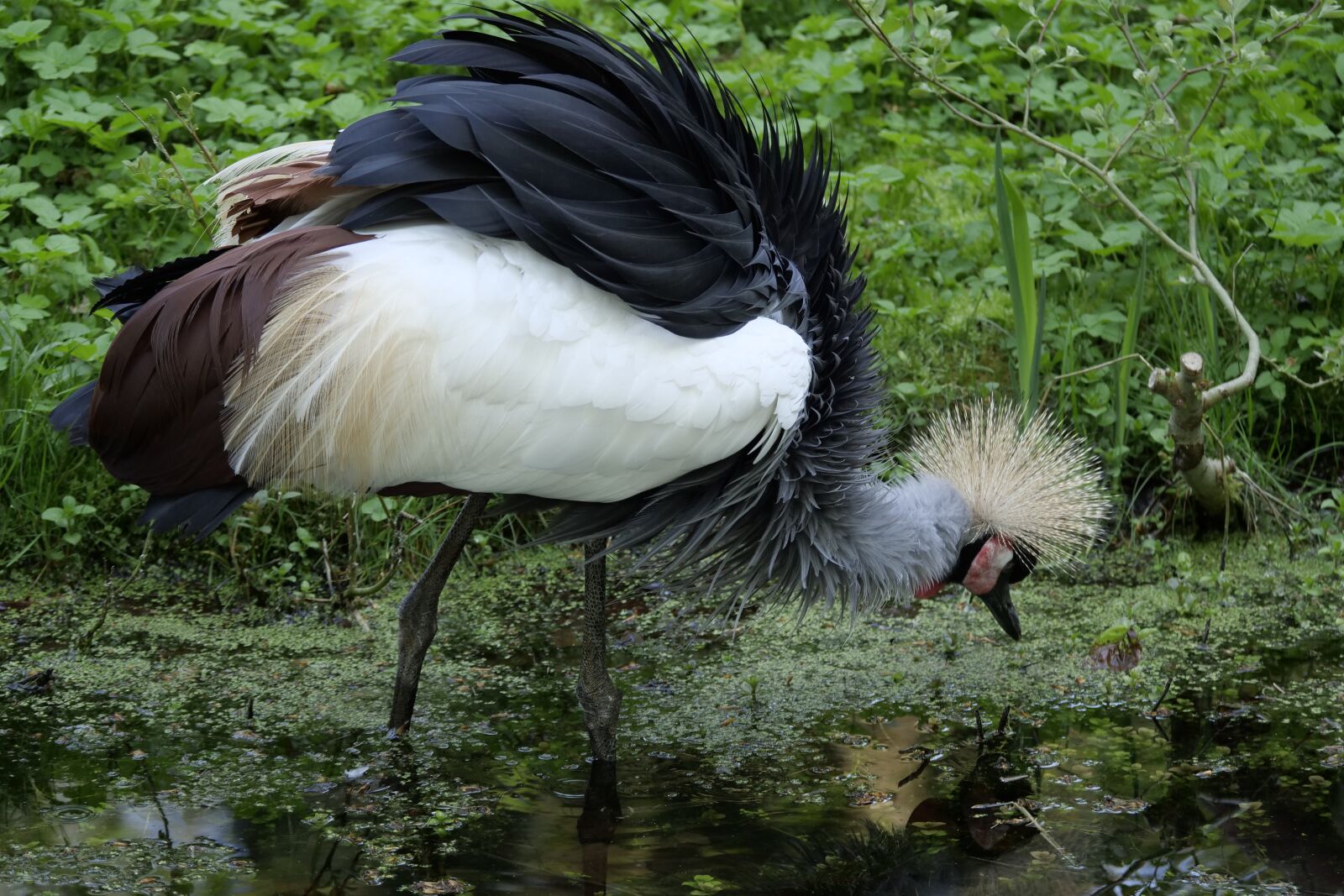 Panasonic Lumix DC-G9 sample photo. Grey neck king crane photography