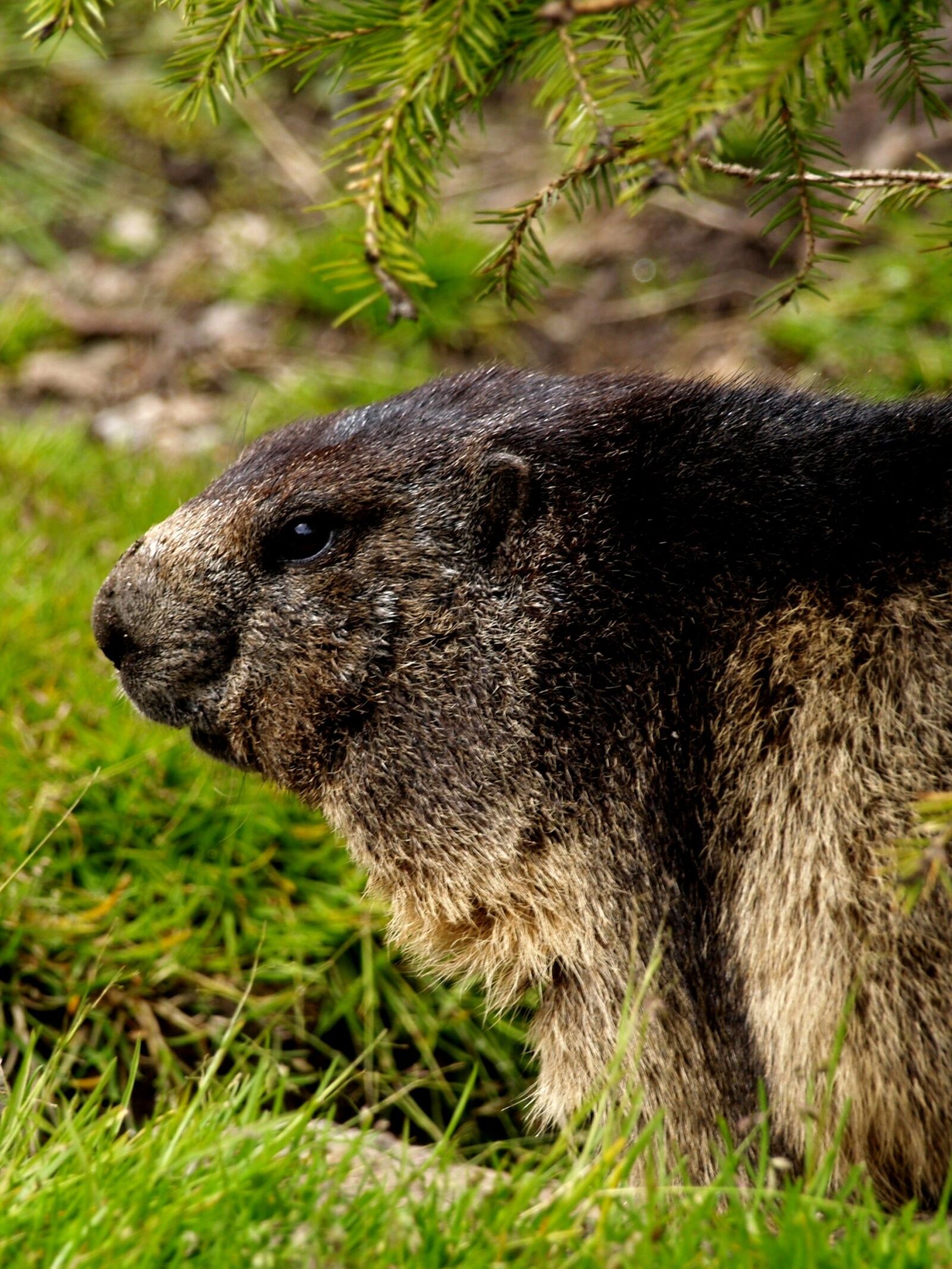 Olympus E-400 (EVOLT E-400) sample photo. Marmot, rodent, close up photography