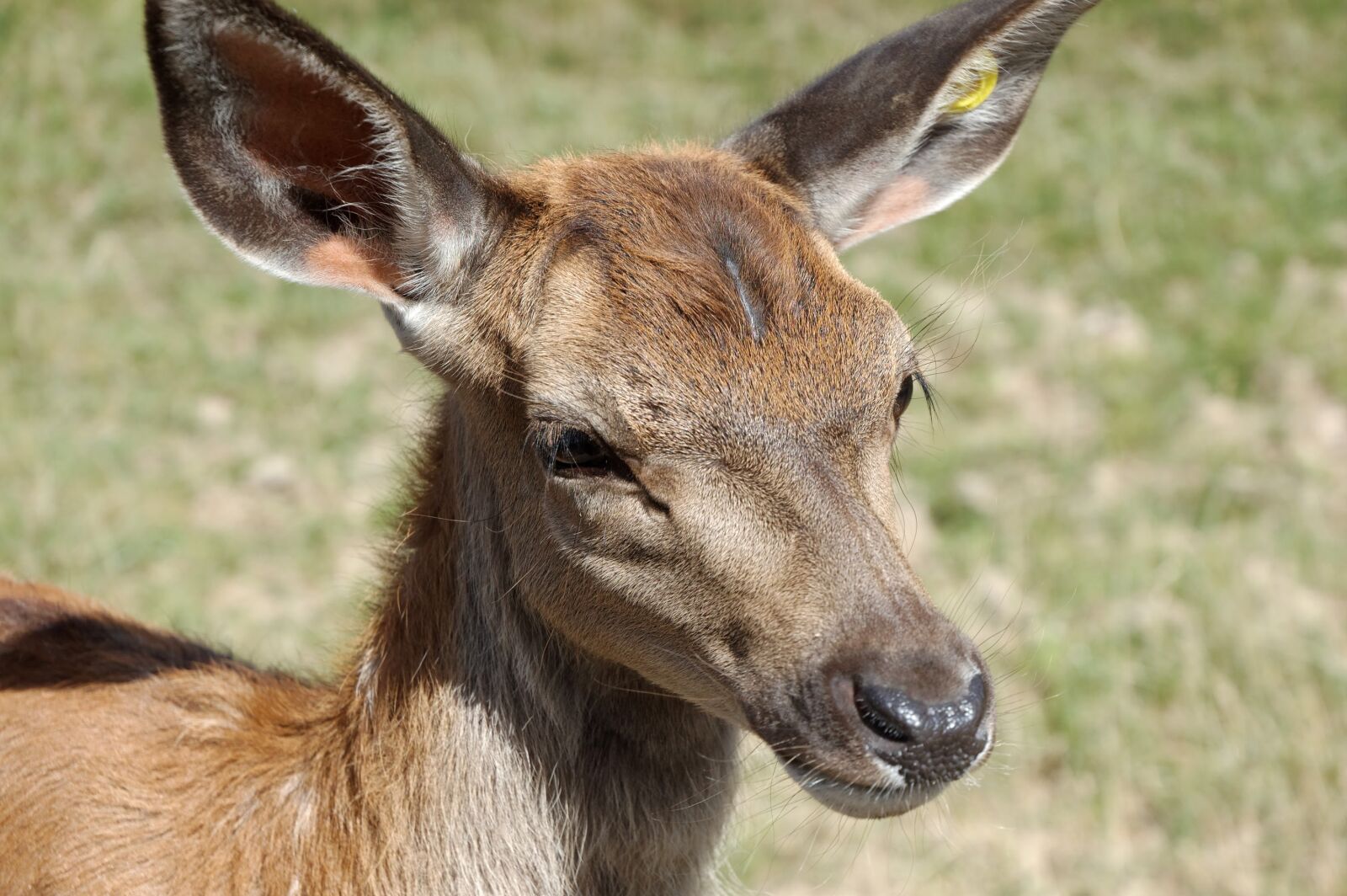 Nikon D40 sample photo. Suede, animal, zoo photography