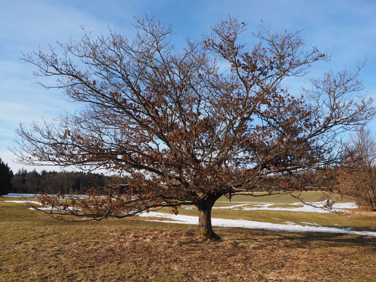 Olympus OM-D E-M1 + Olympus M.Zuiko Digital ED 12-40mm F2.8 Pro sample photo. Tree, gnarled, oak photography