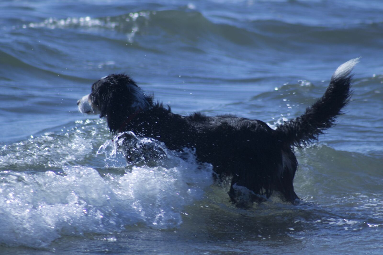Canon EOS 1100D (EOS Rebel T3 / EOS Kiss X50) + Canon EF 75-300mm f/4-5.6 sample photo. Dog, play, puppy, sea photography