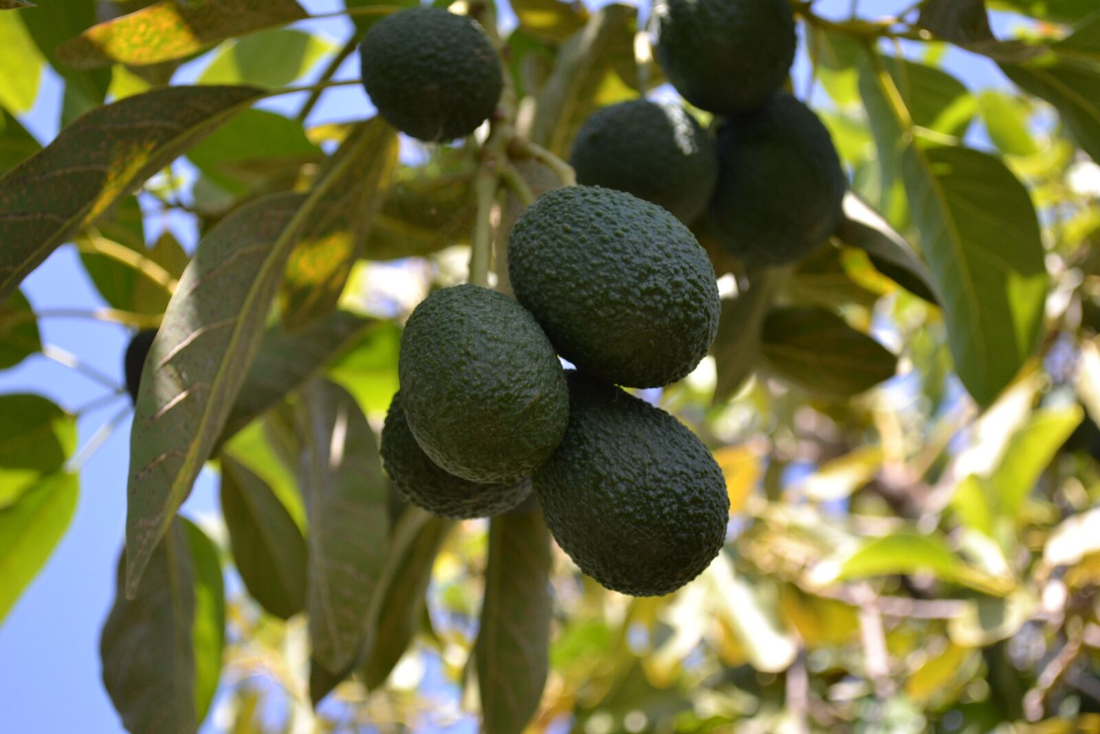Nikon D3100 sample photo. Avocado, tree, green photography