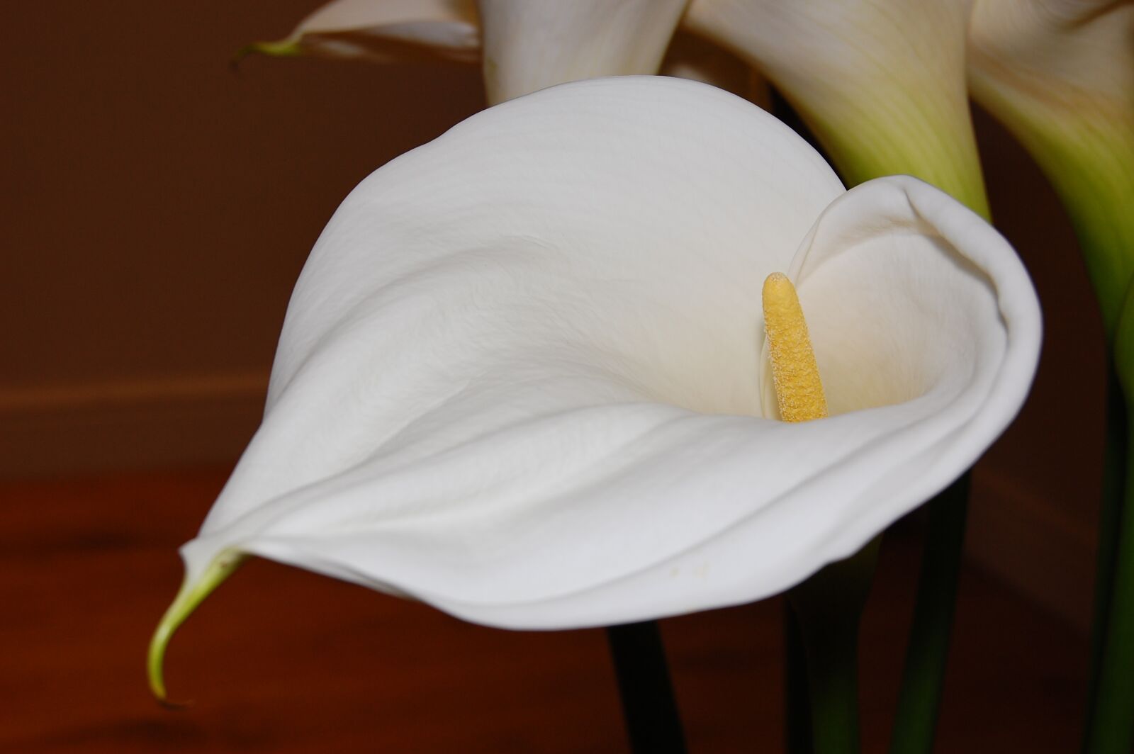 Nikon D40 sample photo. Peace lily, close up photography