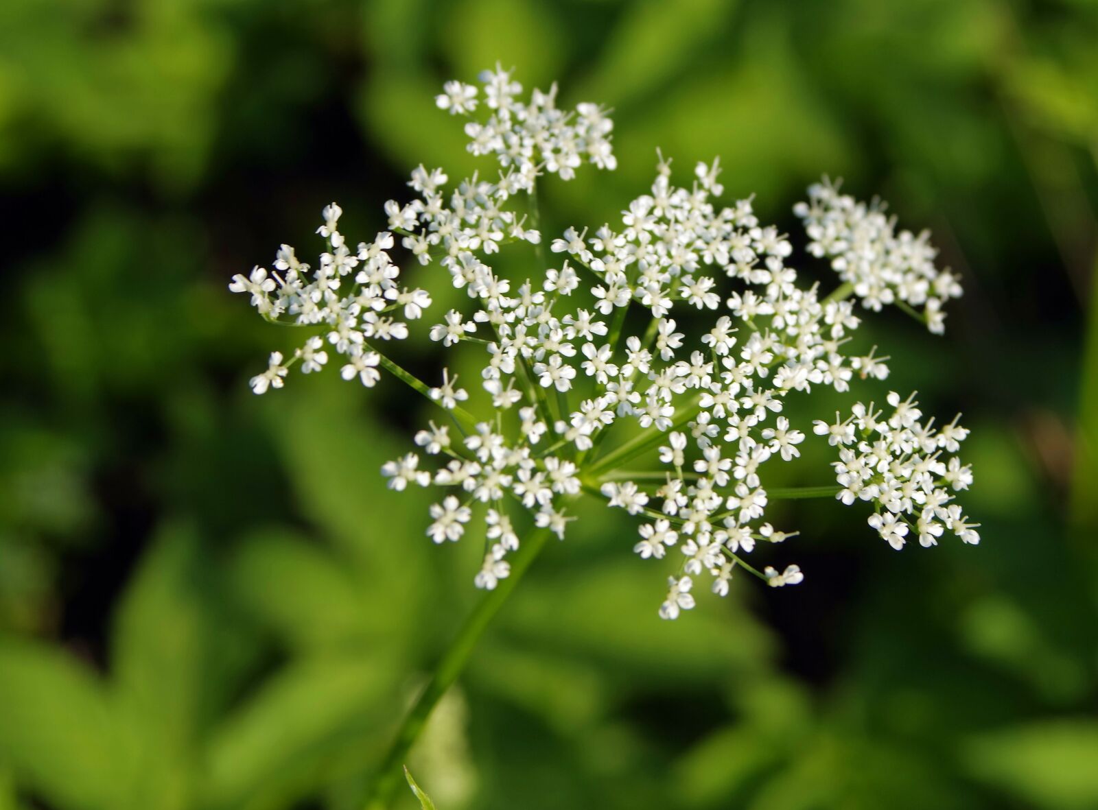 Pentax K-S2 sample photo. Borsch sosnowski, plant, poisonous photography