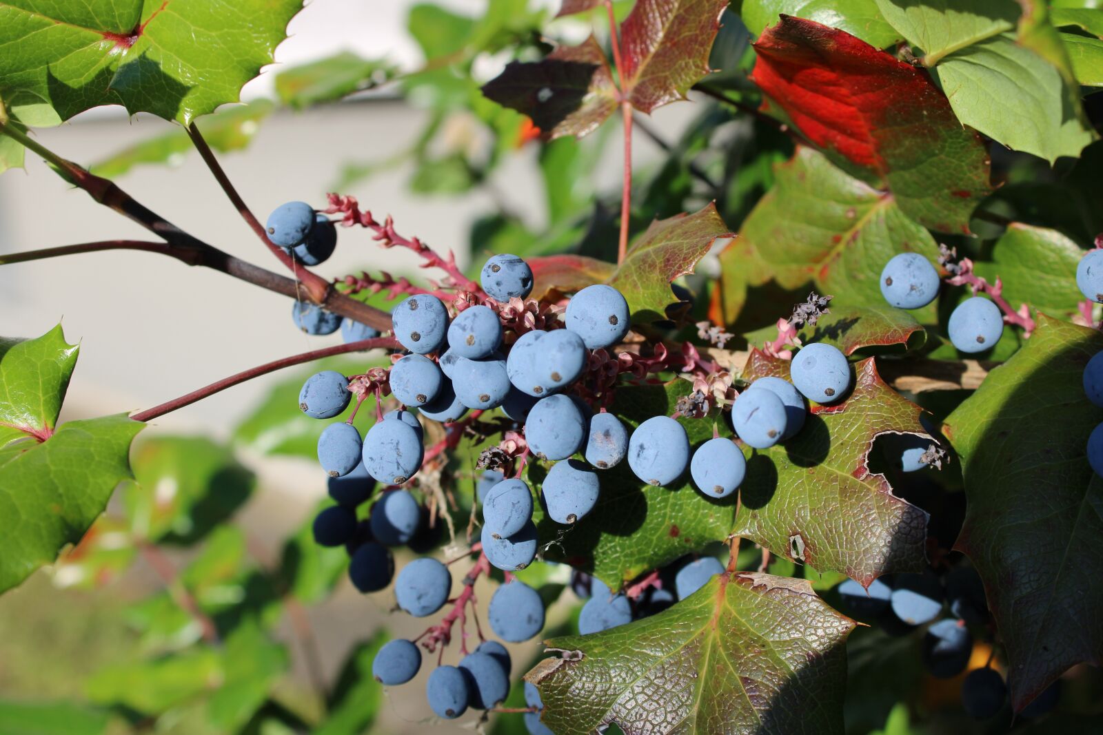 Canon EOS 2000D (EOS Rebel T7 / EOS Kiss X90 / EOS 1500D) sample photo. Mahogany, barberry, berberis aquifolium photography