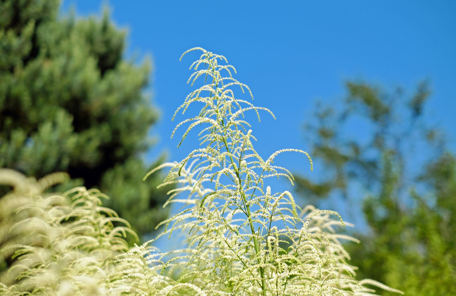 Fujifilm X-T10 + Fujifilm XF 35mm F1.4 R sample photo. Geißbart, plant, herb photography
