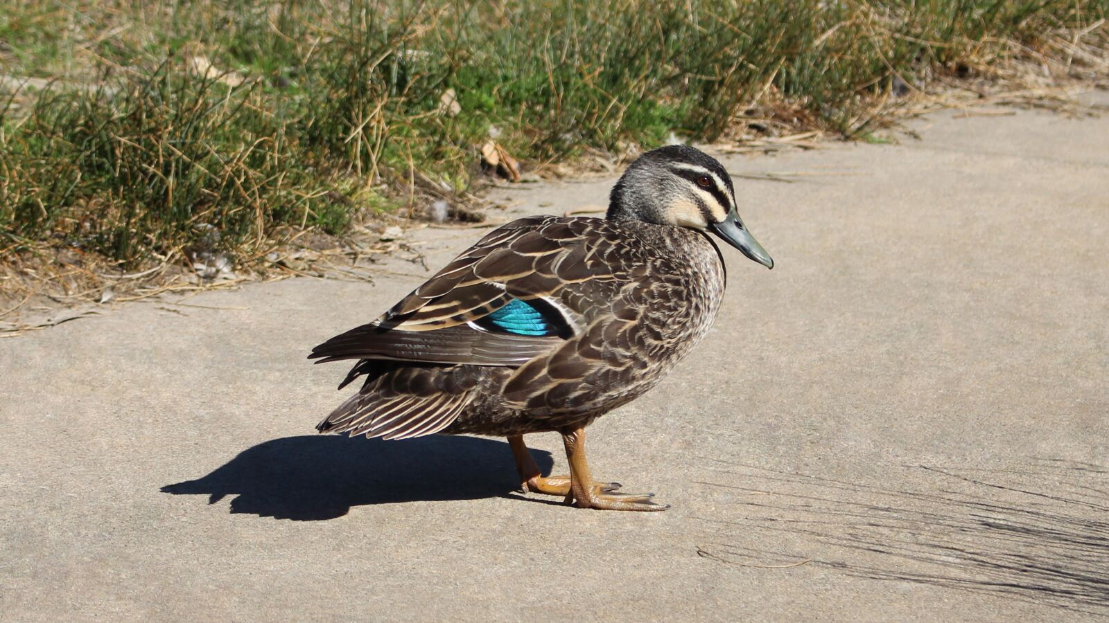 Canon EOS 700D (EOS Rebel T5i / EOS Kiss X7i) sample photo. Pacific black duck, duck photography