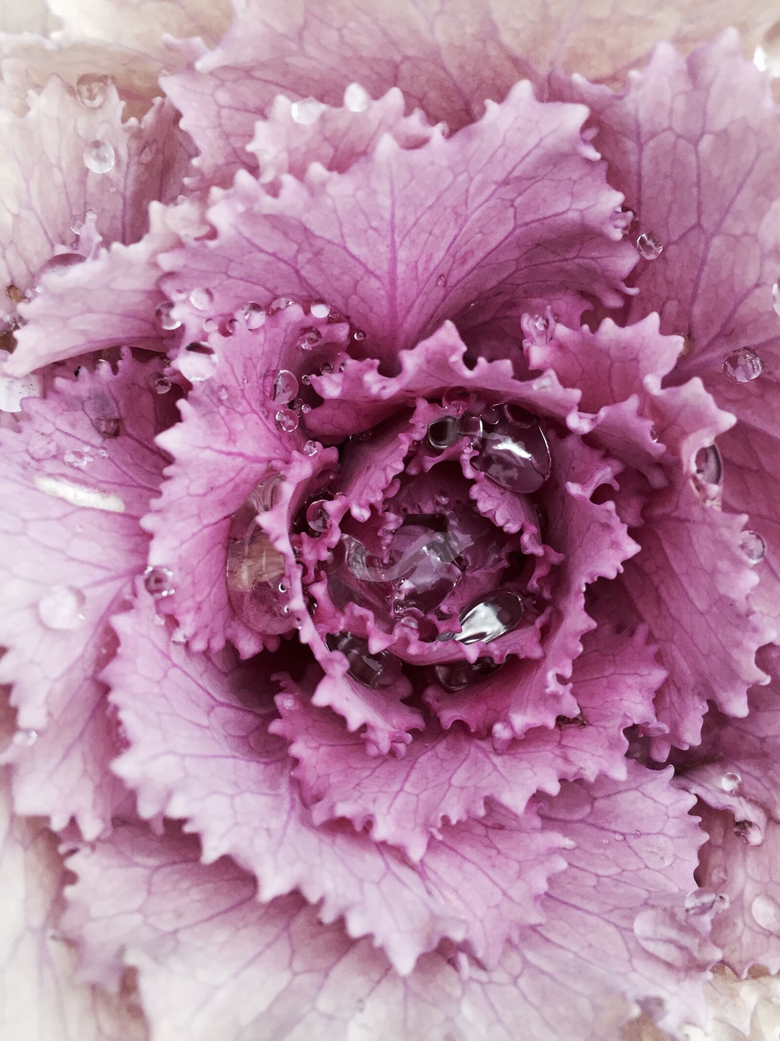 Apple iPhone 6 sample photo. Winterkohl, kohl, ornamental cabbage photography