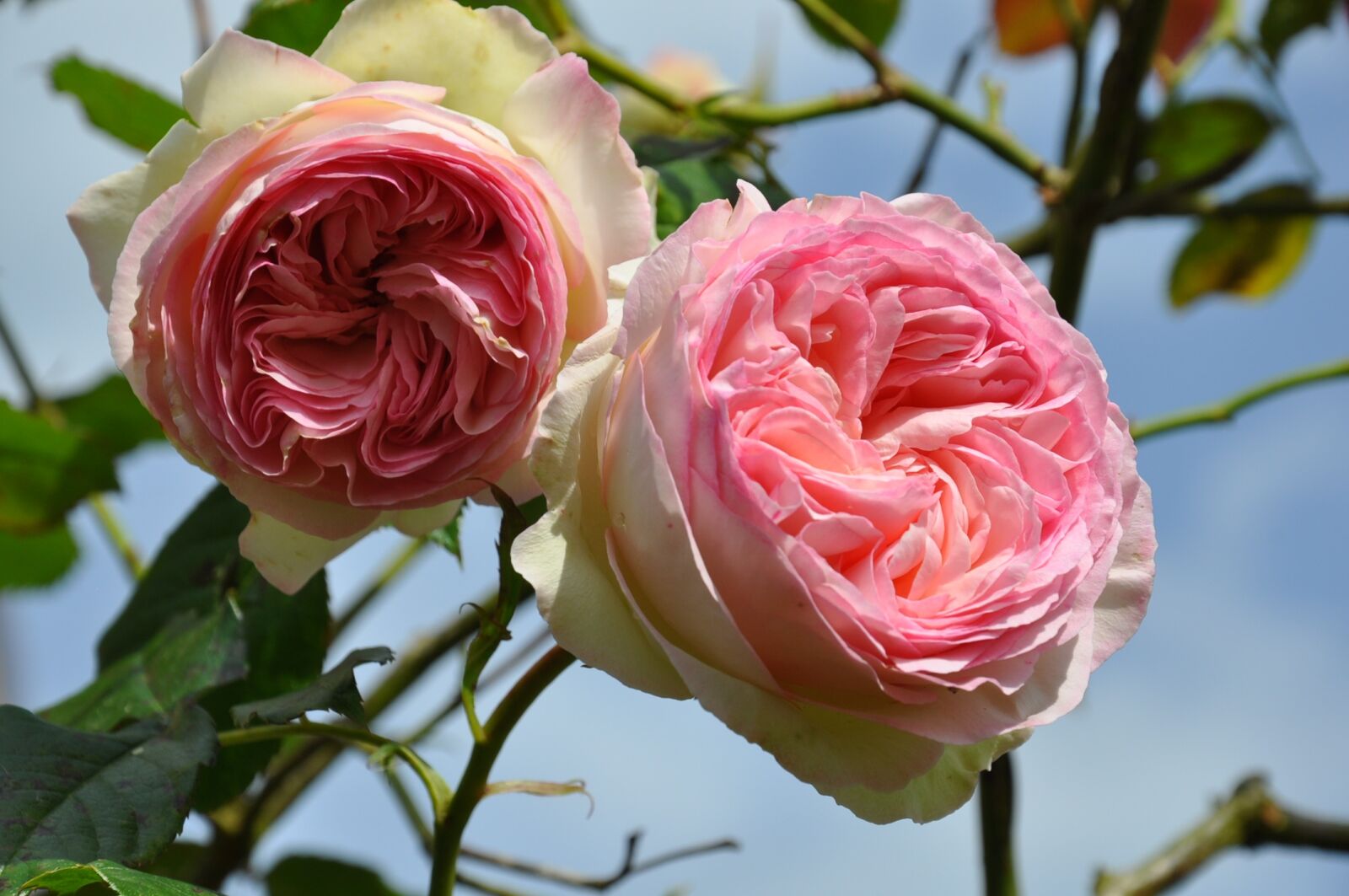 Nikon D90 sample photo. Pink, flower, pink flower photography