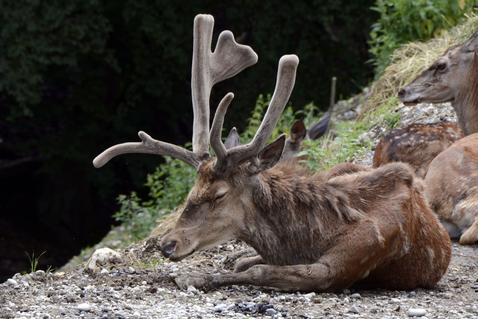 Nikon D7100 sample photo. Hirsch, animal, nature photography