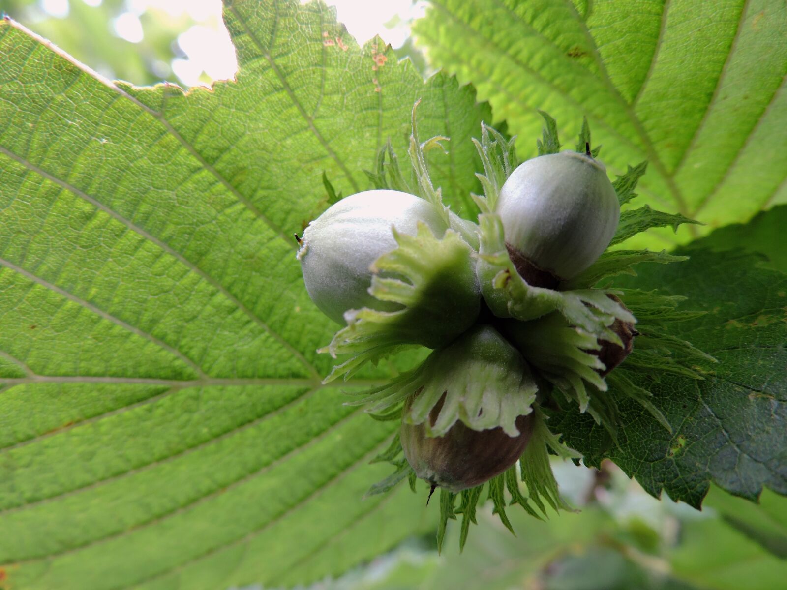 Nikon Coolpix P530 sample photo. Hazelnut, green, leaves photography