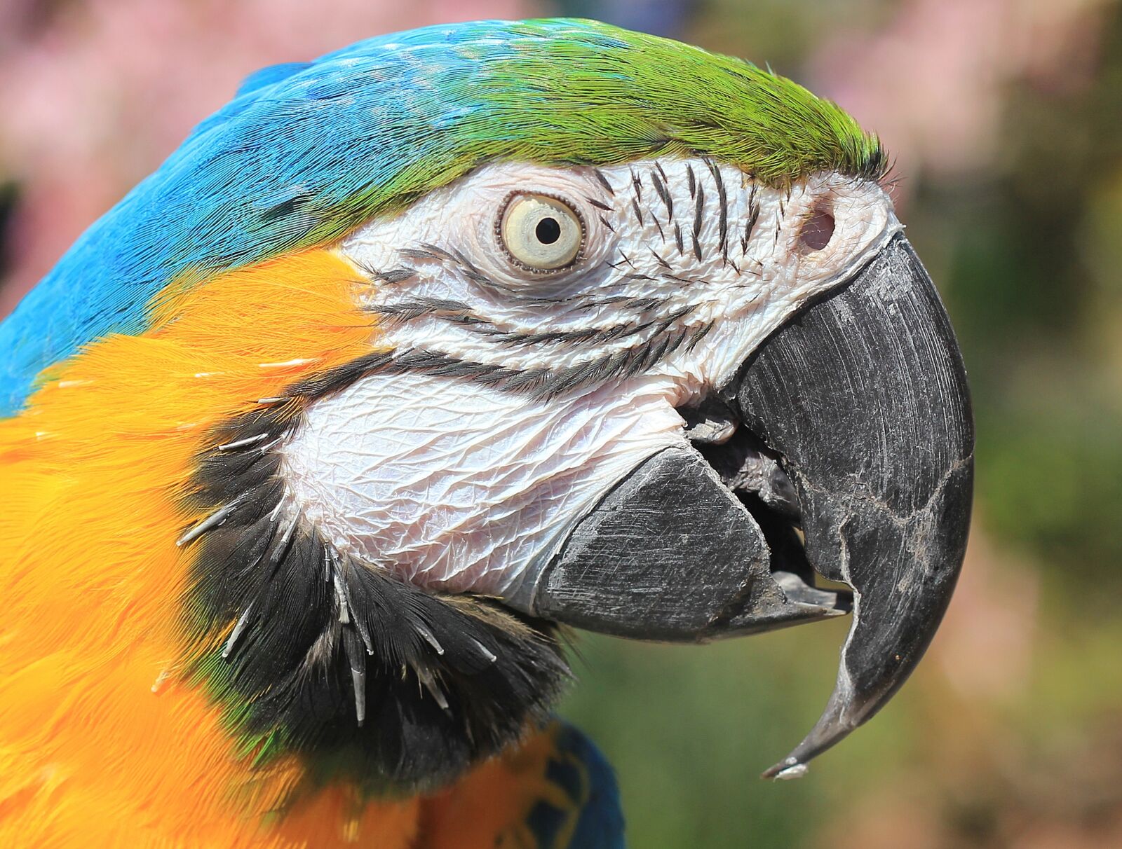 Canon EOS 550D (EOS Rebel T2i / EOS Kiss X4) sample photo. Parrot, macaw, blue macaw photography