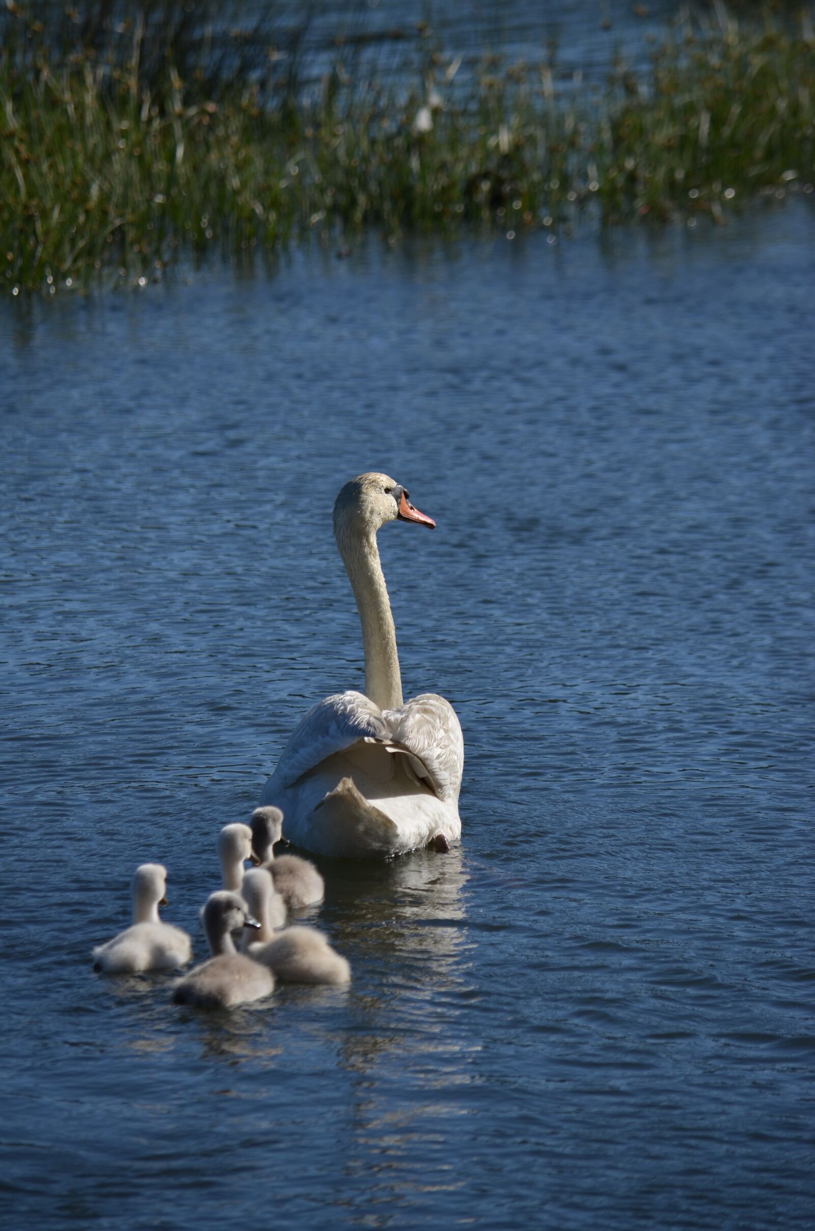Nikon D5100 sample photo. Swan, dacova, galicia photography