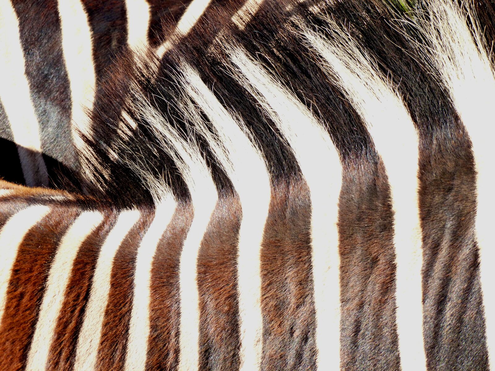 Panasonic DMC-FS37 sample photo. Zebra, animal, pair photography