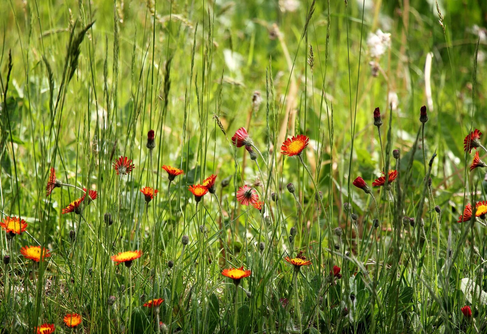 Canon EOS 550D (EOS Rebel T2i / EOS Kiss X4) sample photo. Grass, nature, field, summer photography