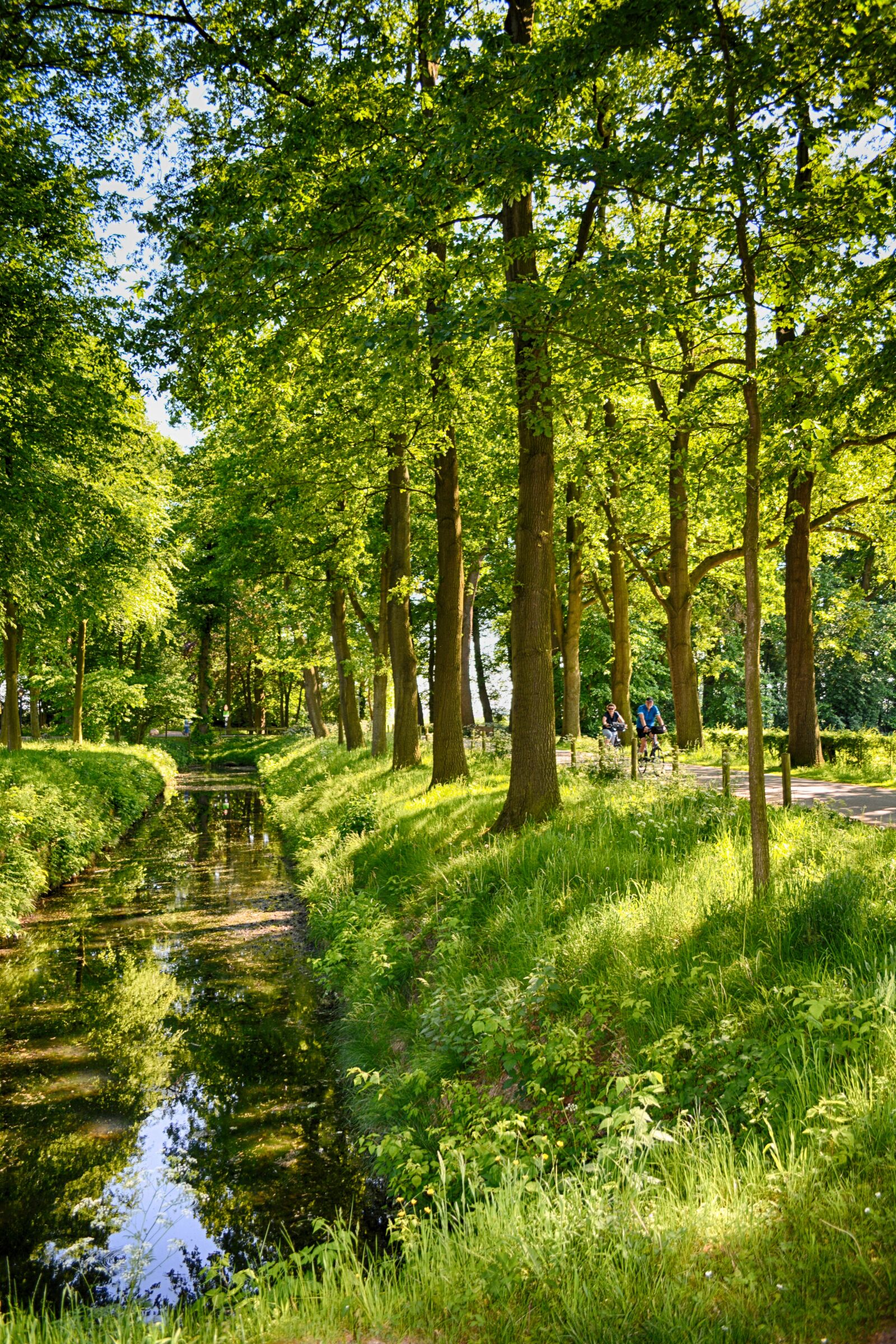 Nikon D5200 sample photo. Park, tree lined avenue photography