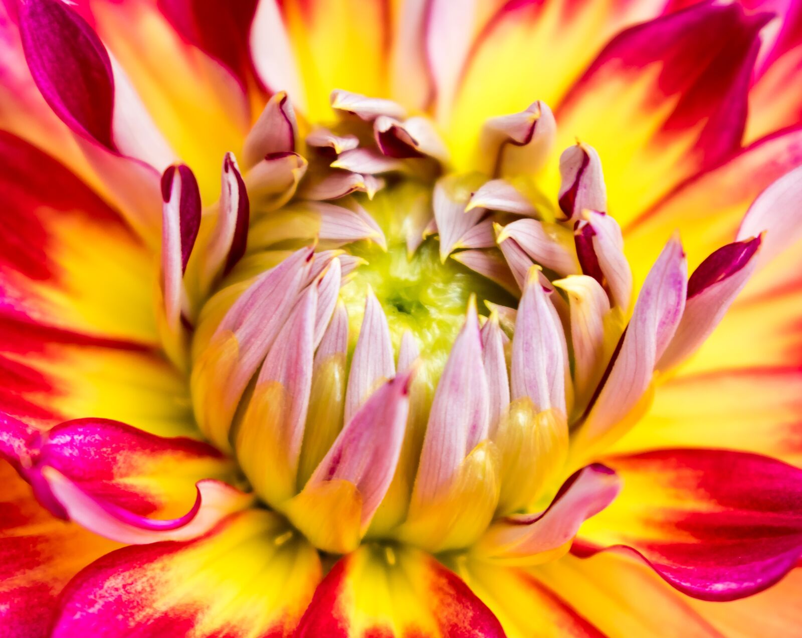 Nikon D5300 sample photo. Flower, stamp, blossom photography