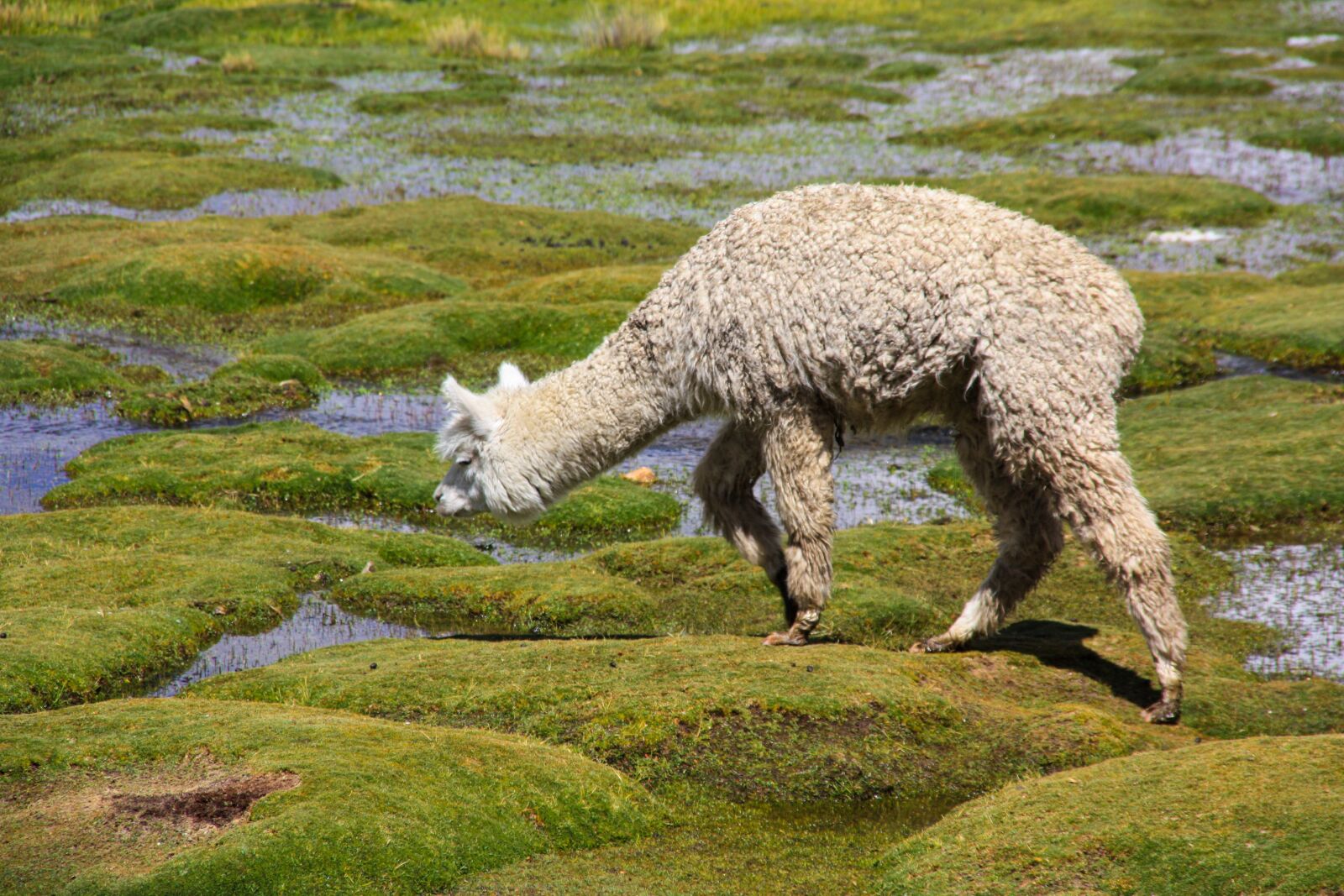 Canon EOS 450D (EOS Rebel XSi / EOS Kiss X2) sample photo. Alpaca, altiplano, andes photography