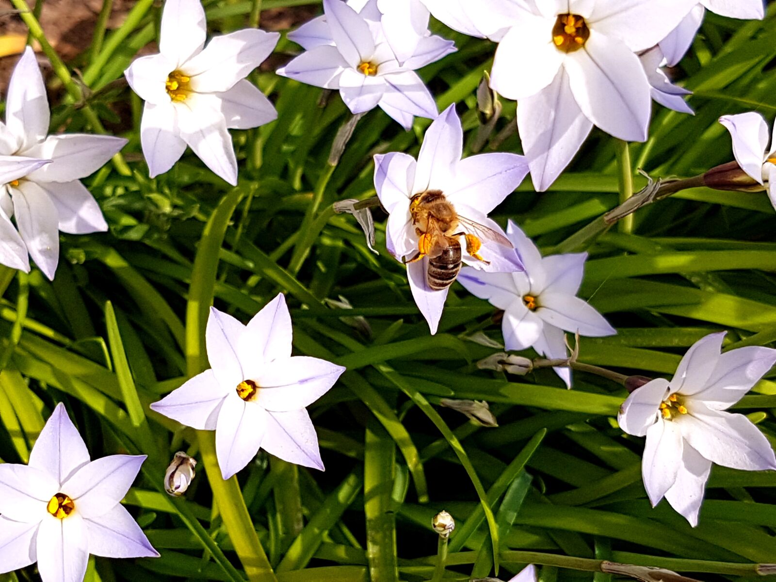 Samsung Galaxy S7 Edge sample photo. Bee, garden, flowers photography
