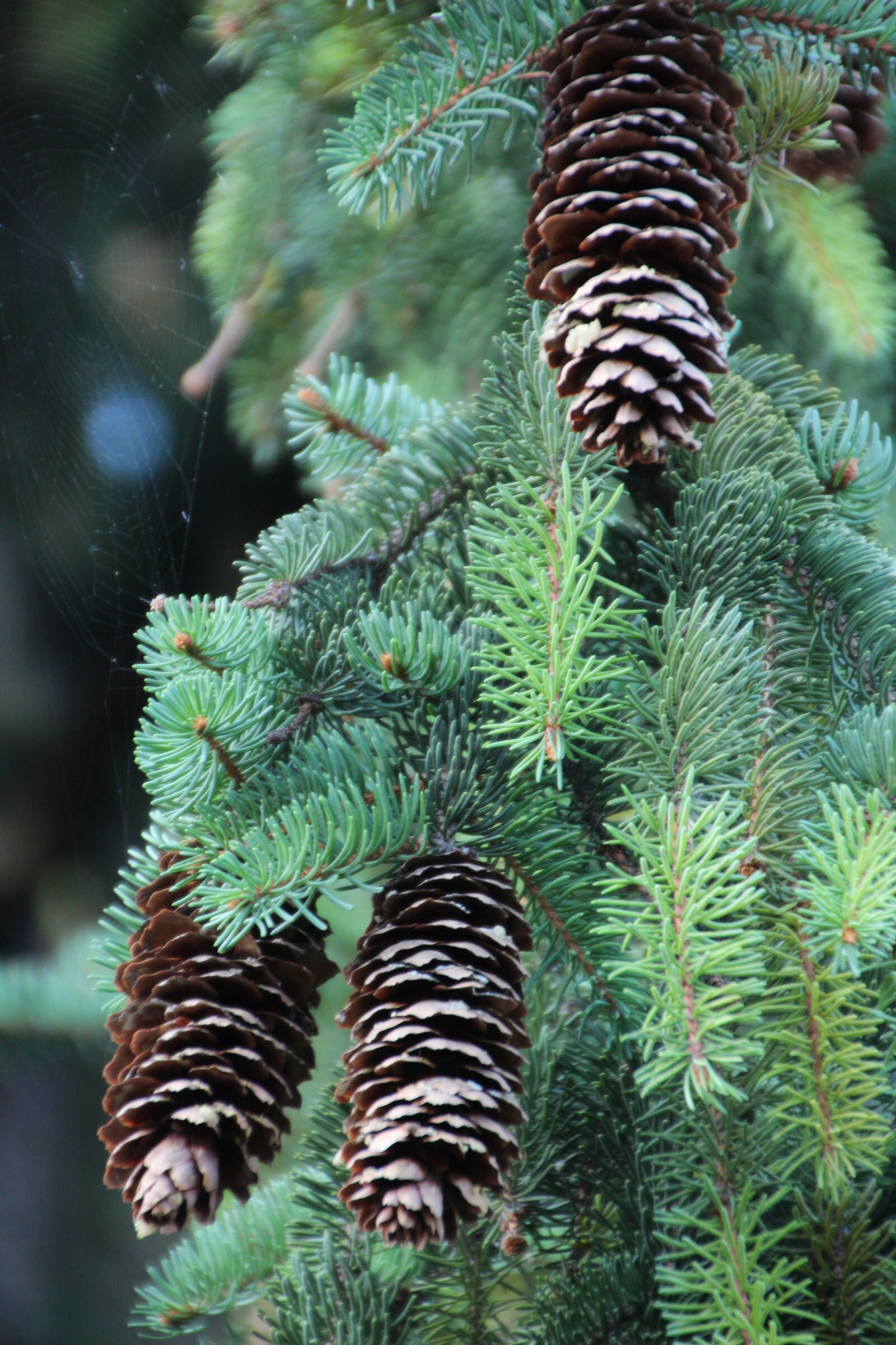 Canon EOS 650D (EOS Rebel T4i / EOS Kiss X6i) sample photo. Cones, pine wood, evergreen photography