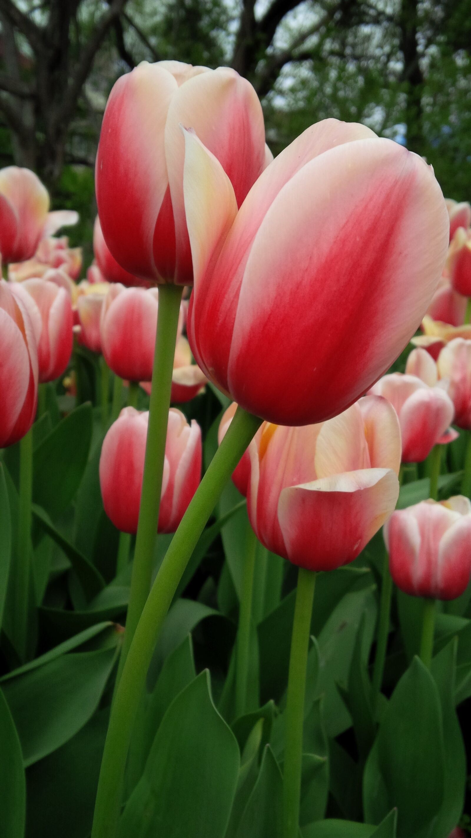 BlackBerry Z10 sample photo. Tulip, flower, nature photography