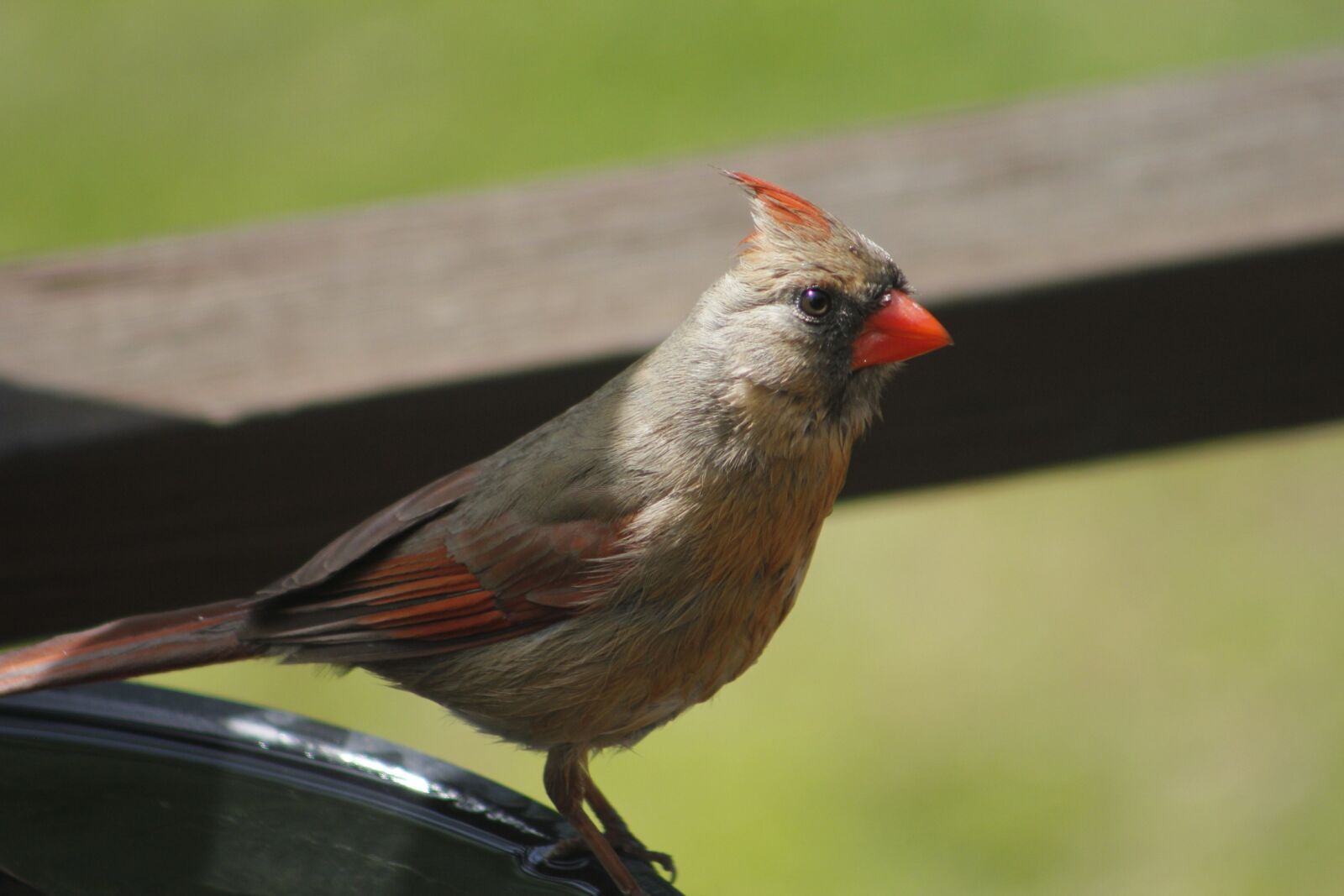 Canon EOS 550D (EOS Rebel T2i / EOS Kiss X4) sample photo. Nature, bird, wildlife photography