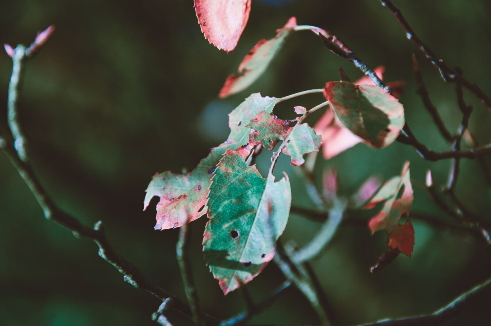 Nikon D3200 sample photo