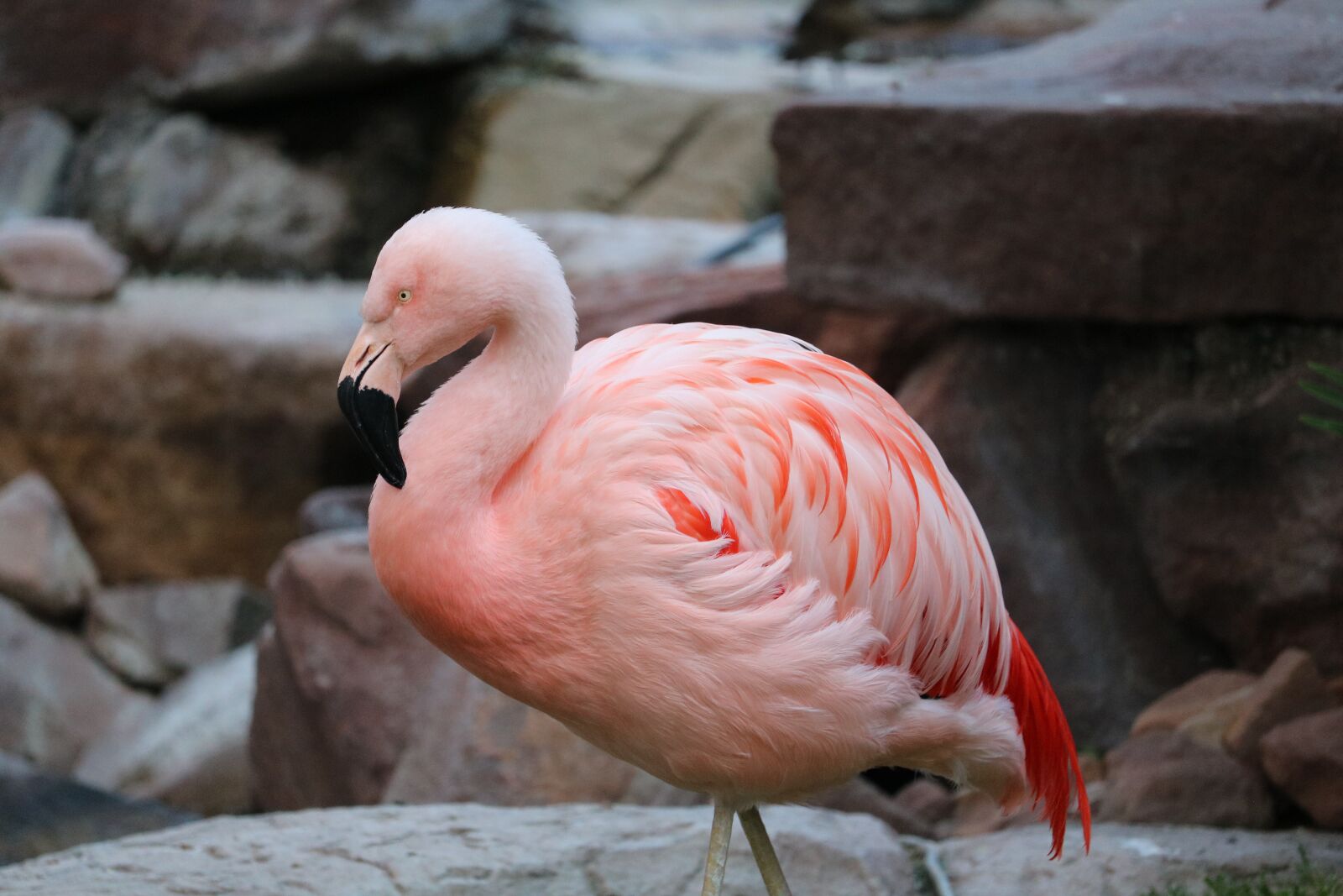 Canon EOS 750D (EOS Rebel T6i / EOS Kiss X8i) + Canon EF-S 55-250mm F4-5.6 IS STM sample photo. Flamingo, pink flamingo, bird photography