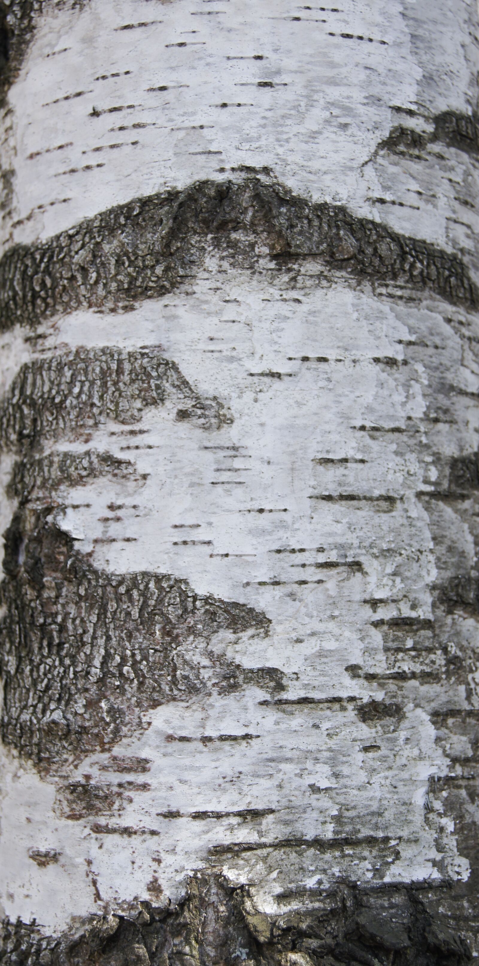 Sony Alpha DSLR-A580 sample photo. Texture, tree, bark photography