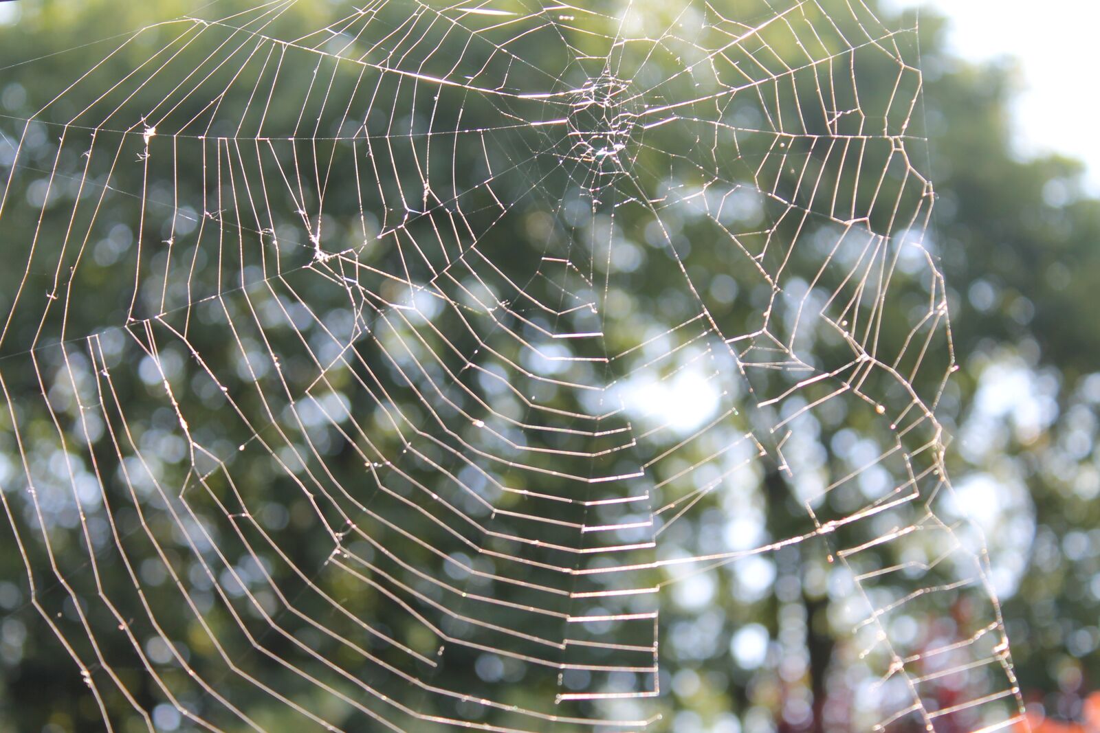 Canon EOS 1100D (EOS Rebel T3 / EOS Kiss X50) sample photo. Spider web, spider, web photography