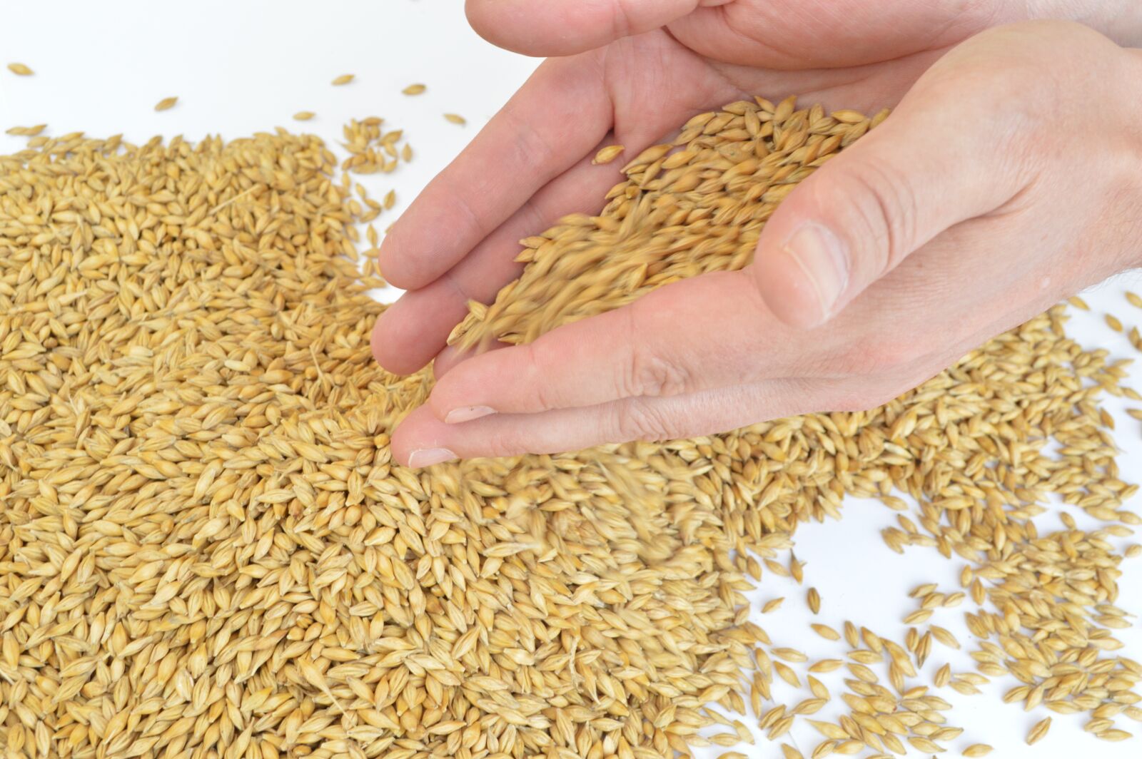Nikon D3200 sample photo. Barley, hands, grains photography