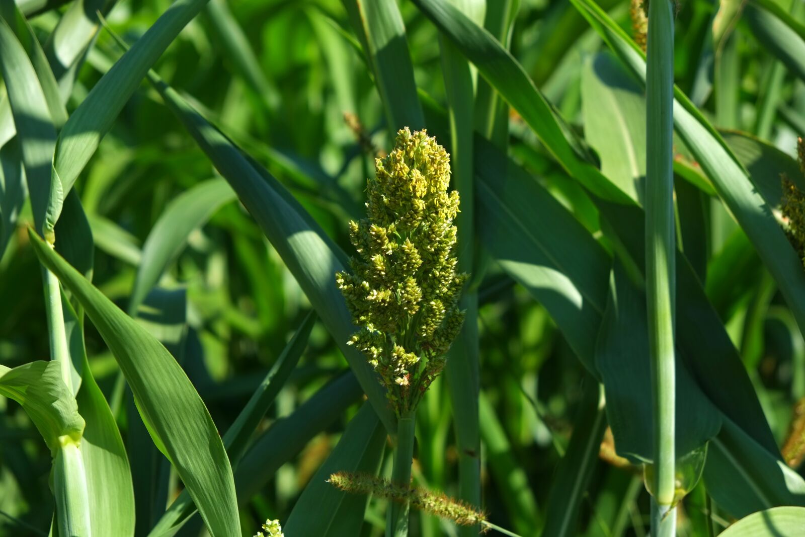 Fujifilm X-E1 sample photo. Corn, mais dolden, cornfield photography