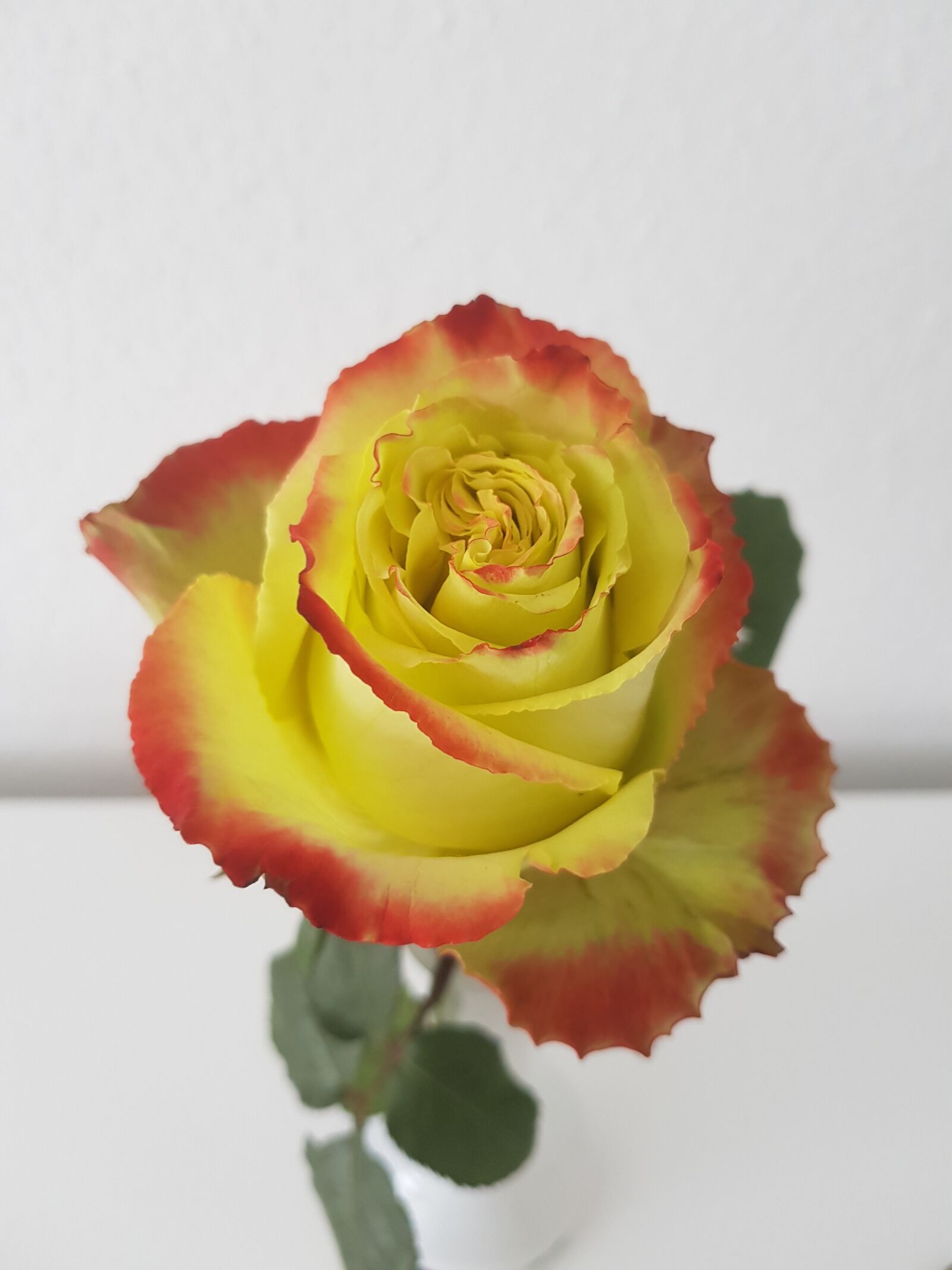 Samsung Galaxy S8 sample photo. Rose, plant, blossom photography