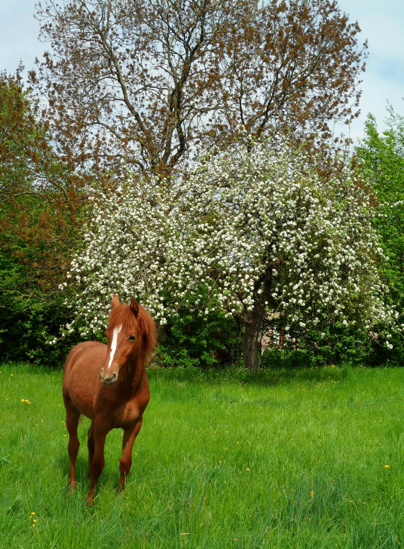 Samsung ST70 / VLUU ST70 /  ST71 sample photo. Foal, flowers, horse photography