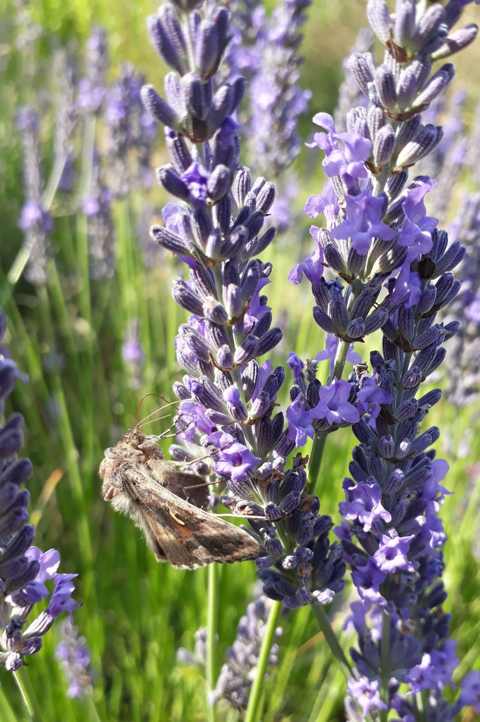 Samsung Galaxy A3(2017) sample photo. Gamma owl, gun butterfly photography