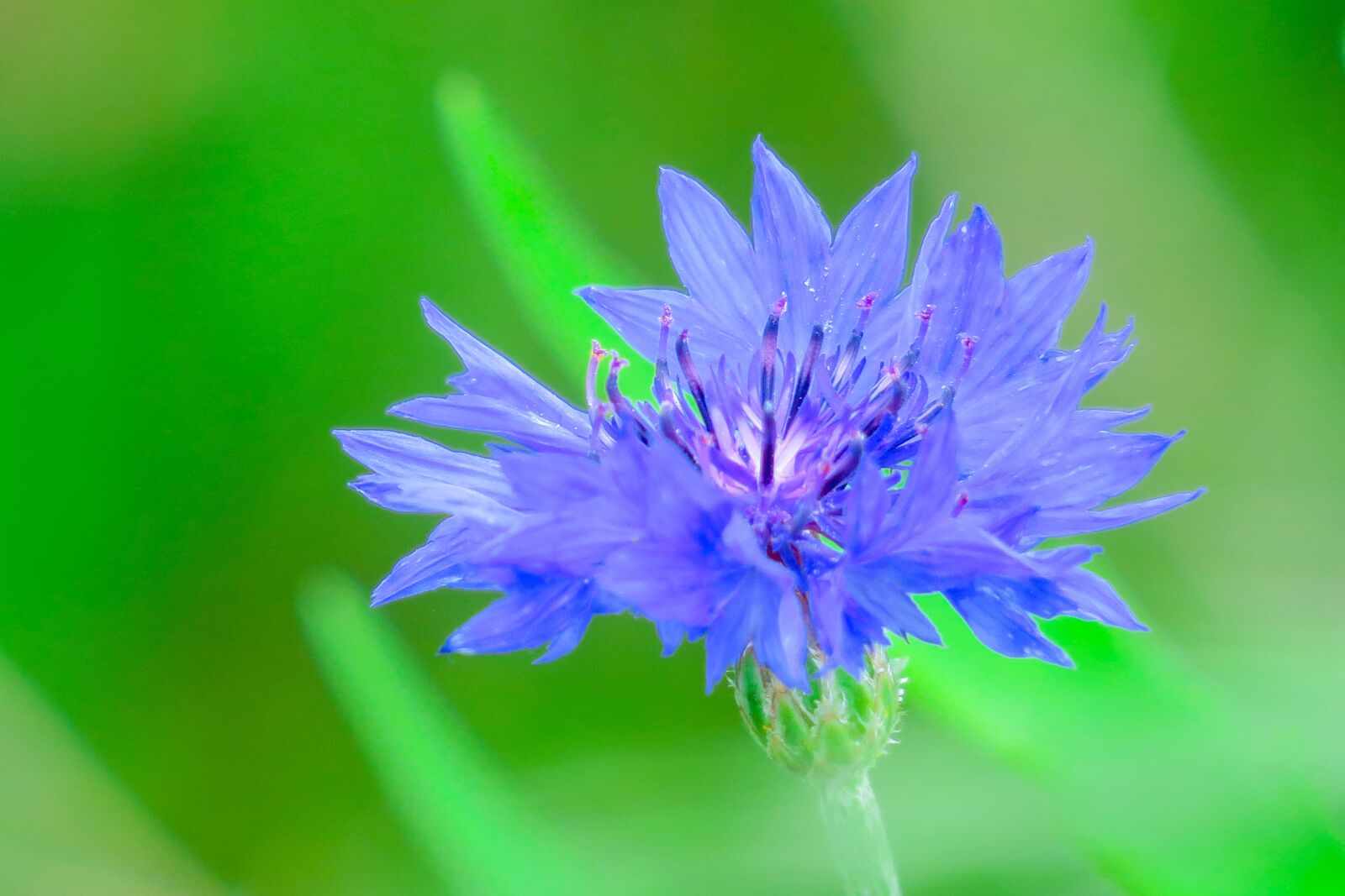 Canon PowerShot G3 X sample photo. Chicory, plant, nature photography