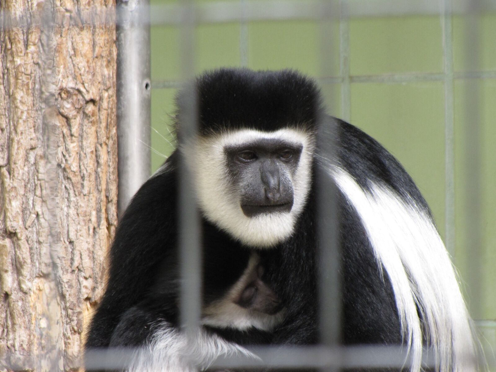 Canon PowerShot SX10 IS sample photo. Ape, zoo, animal photography