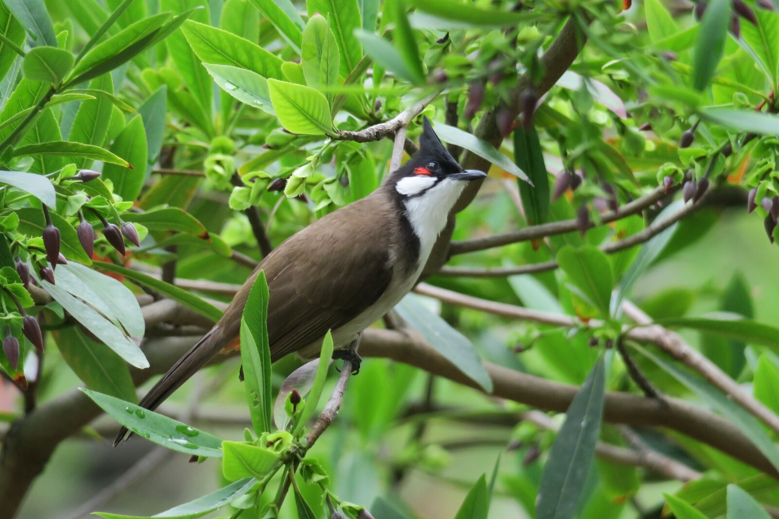 Canon PowerShot G3 X sample photo. 红耳鹎, nature, bird photography