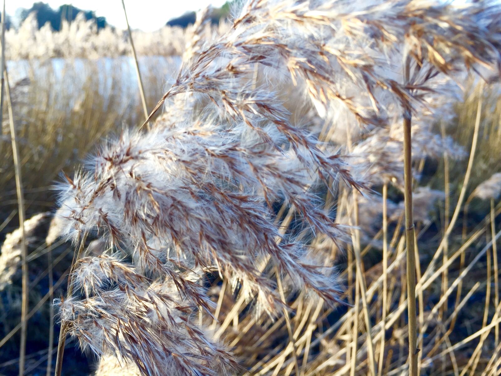 iPhone 6 Plus back camera 4.15mm f/2.2 sample photo. Hamburg, boat, wasser photography