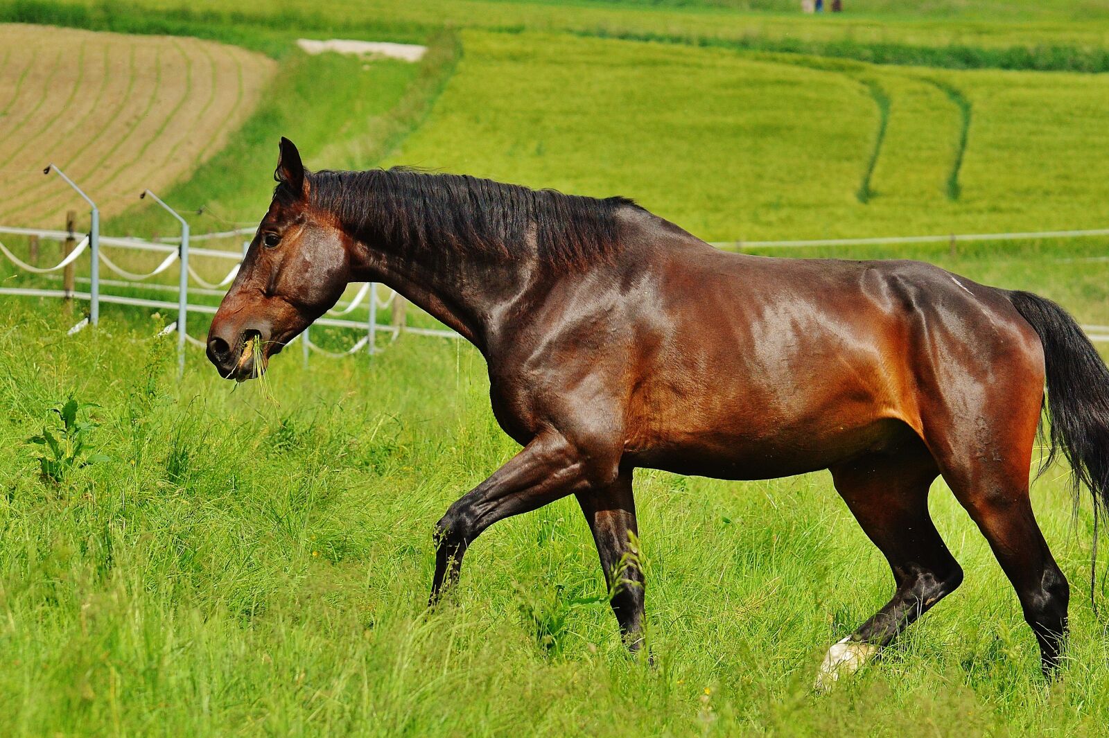 Nikon D3200 sample photo. Horse, coupling, stallion photography