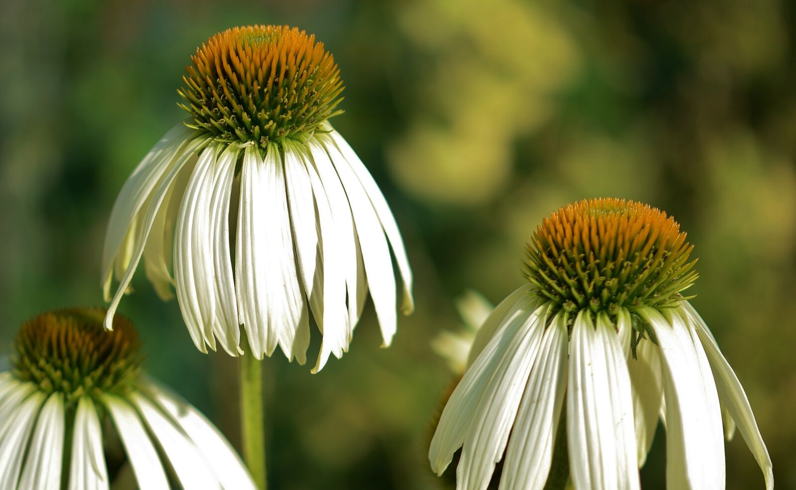 Nikon D7000 sample photo. Flower, natur, spring photography